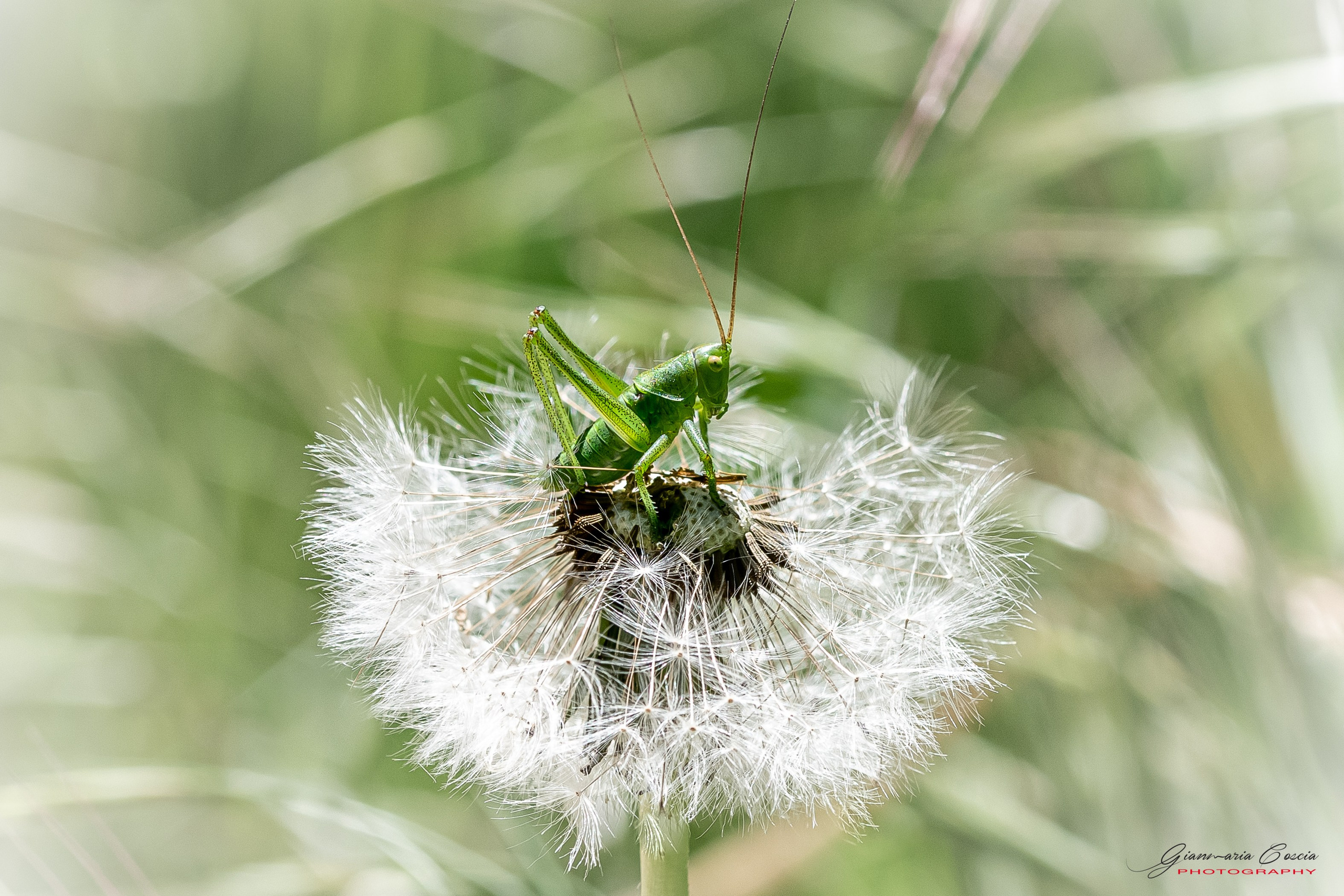 “Gianmaria Coscia fotografo per passione”