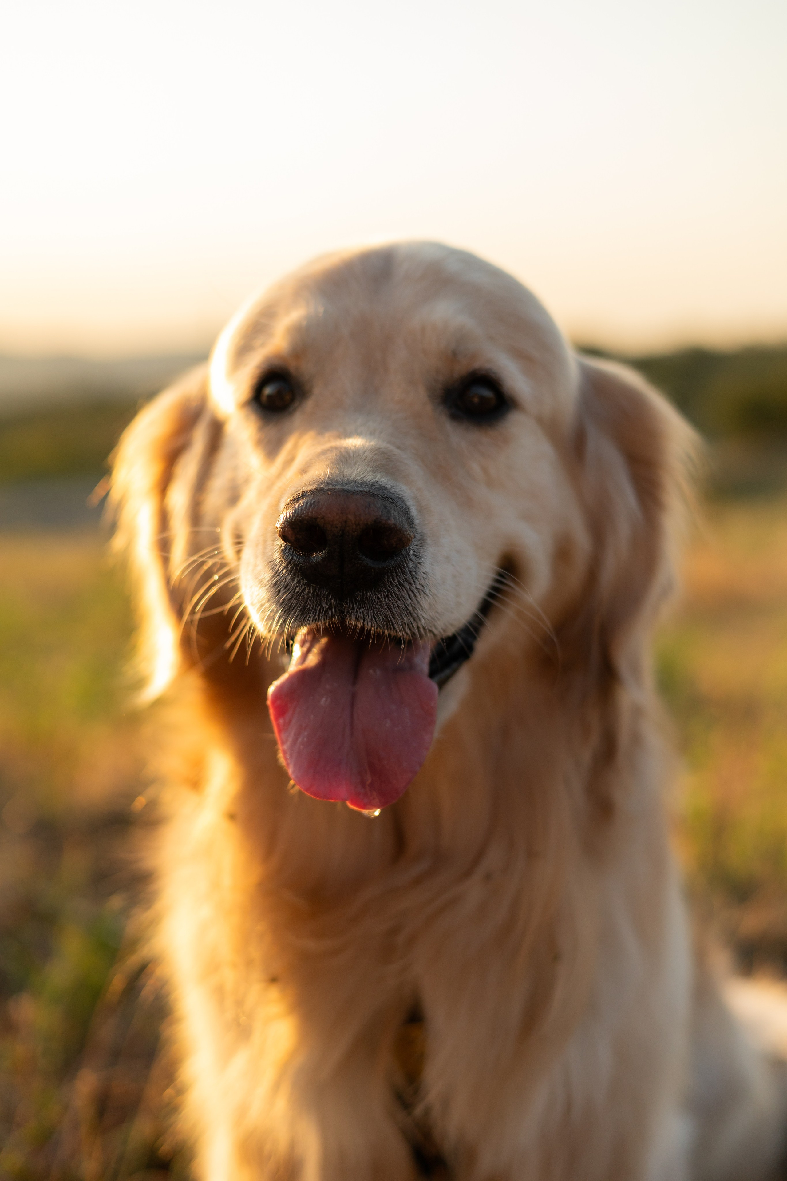 Антон и Плюша. Фотограф-анималист | Белград