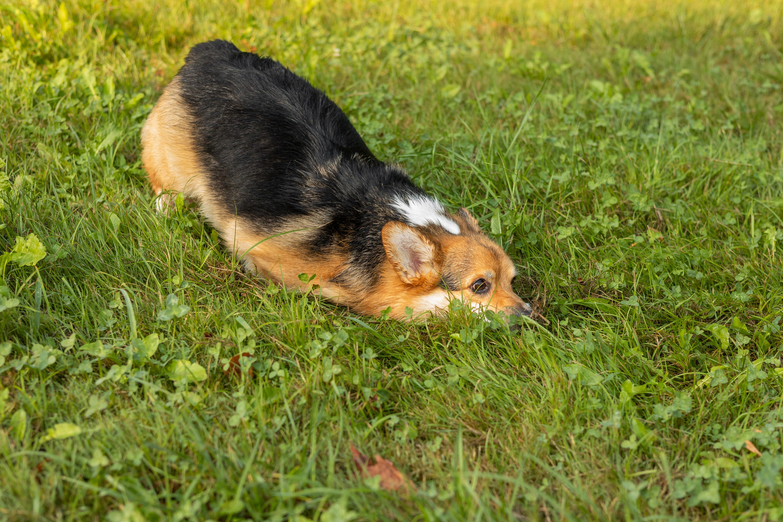 Мария и Санти. Фотограф-анималист | Белград
