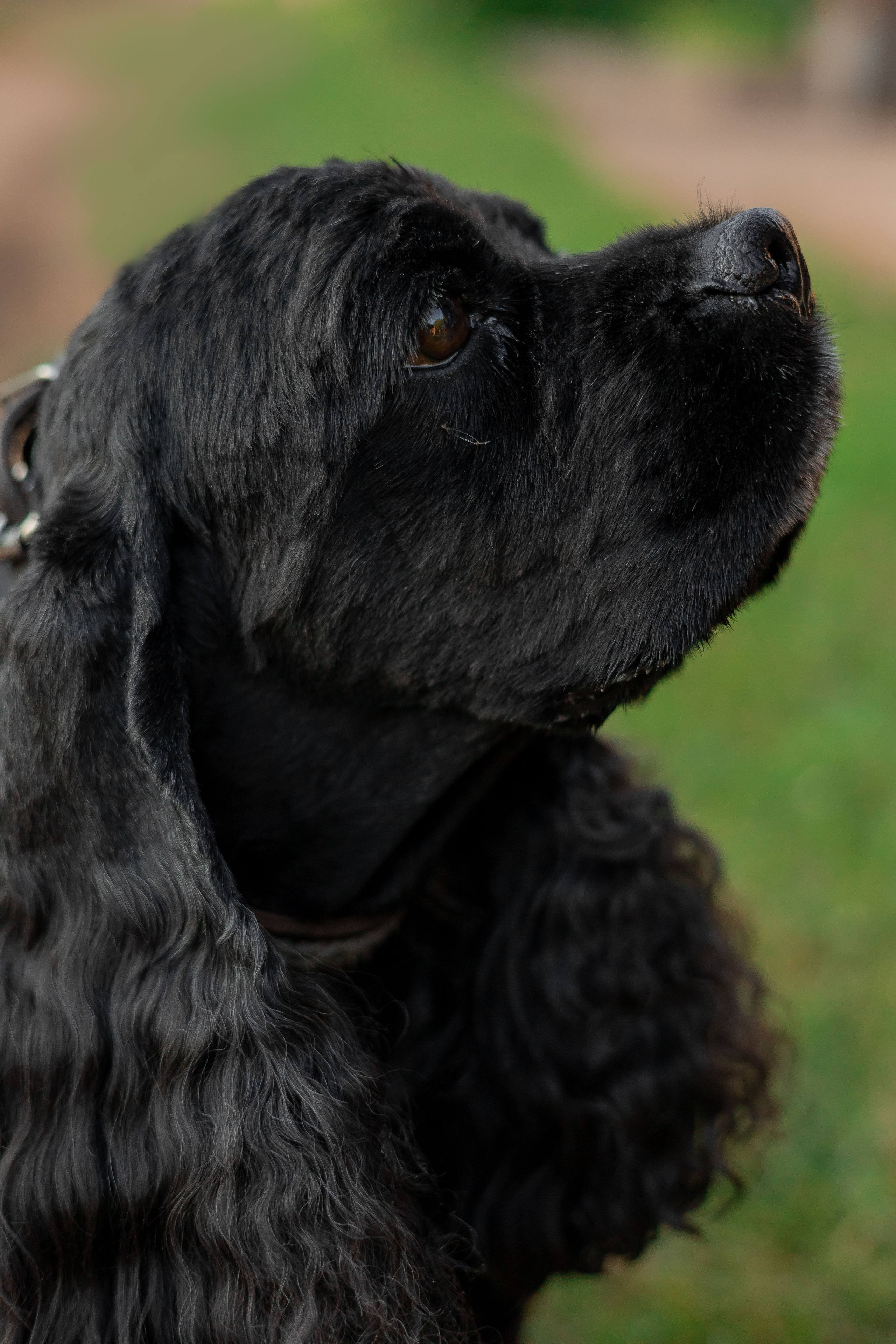 Александр, Катюша и Ендейк. Фотограф-анималист | Белград