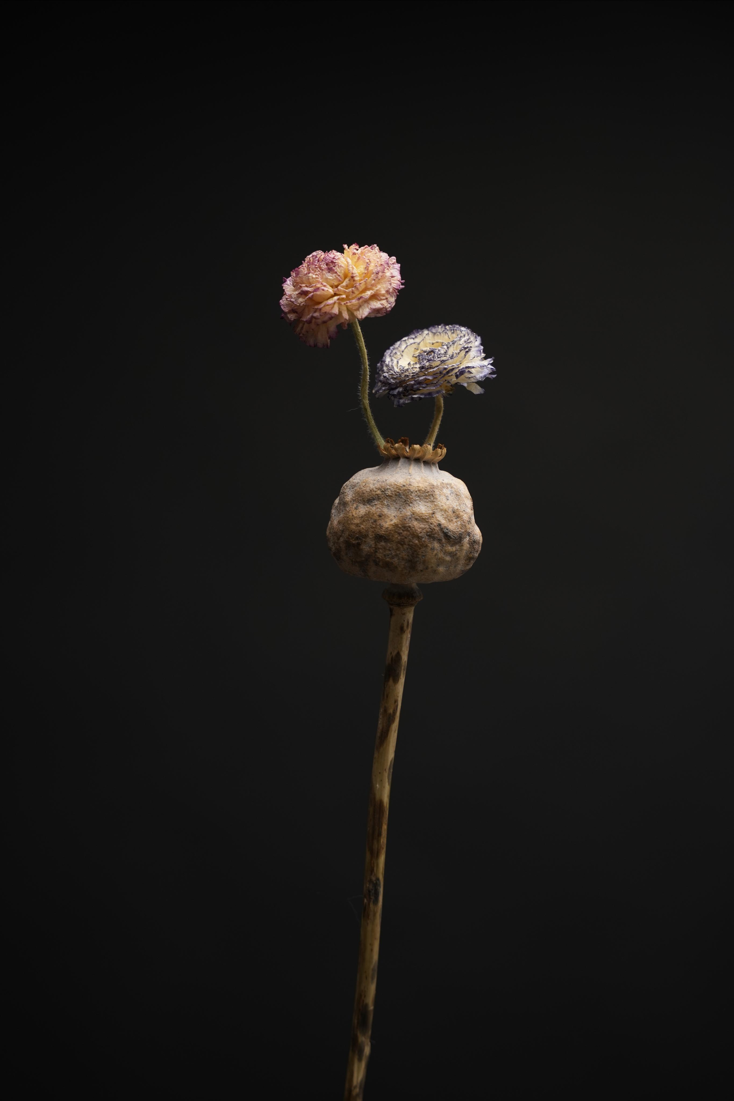 “HK FLOWERZ” FLOWER CAMPAIGN. Anna Omni — concept photographer and digital artist in Riga, Latvia