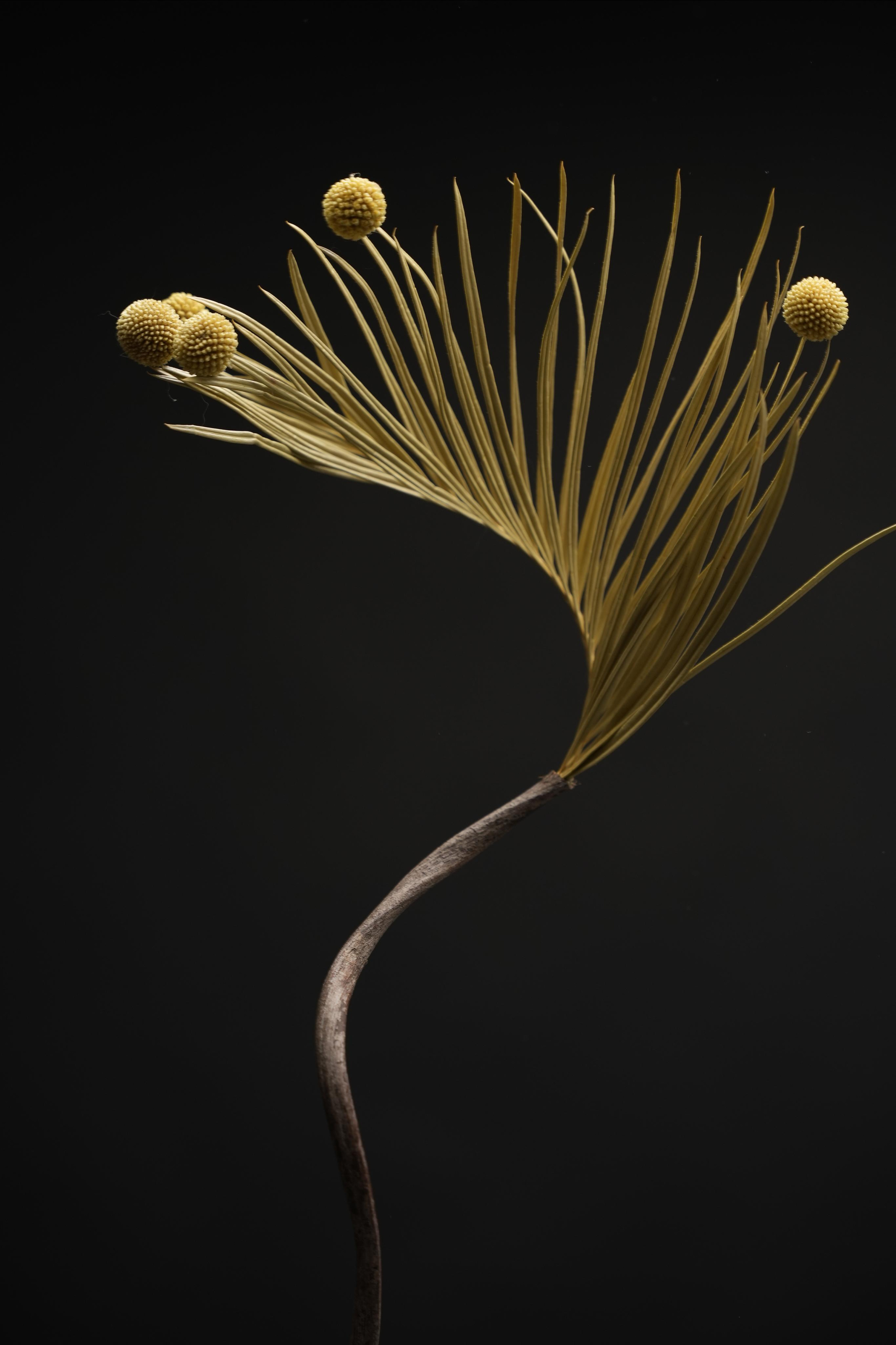 “HK FLOWERZ” FLOWER CAMPAIGN. Anna Omni — concept photographer and digital artist in Riga, Latvia