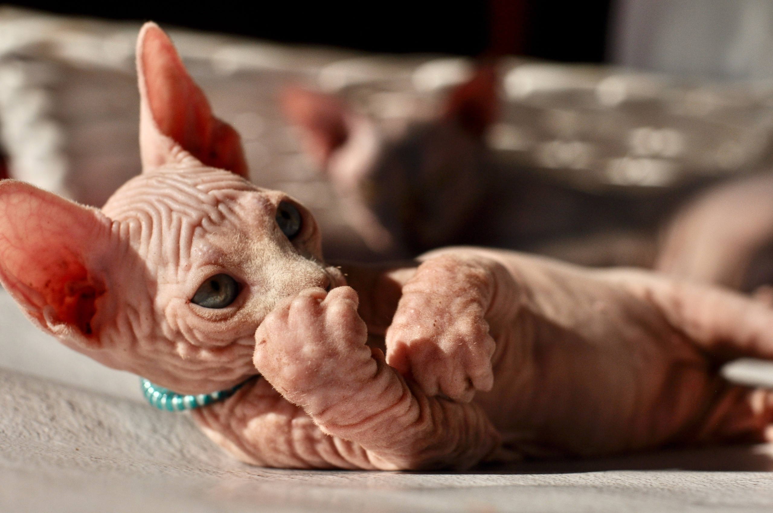 Our kittens. A cattery of Canadian Sphynx breed, located in Limassol, Cyprus