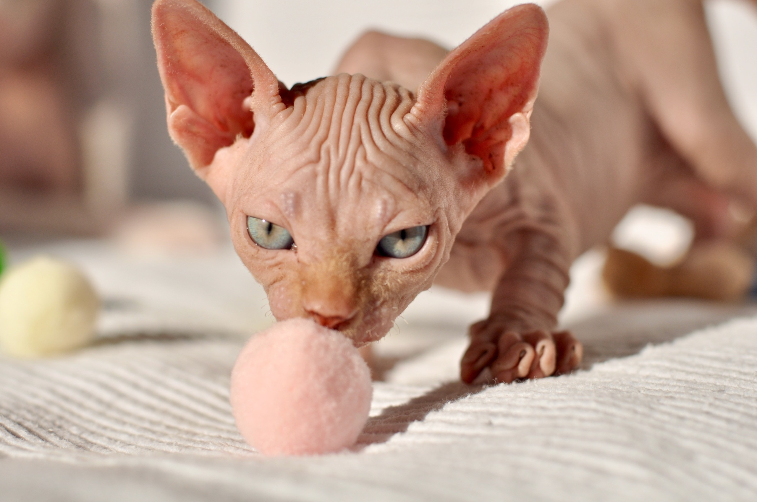 Our kittens. A cattery of Canadian Sphynx breed, located in Limassol, Cyprus