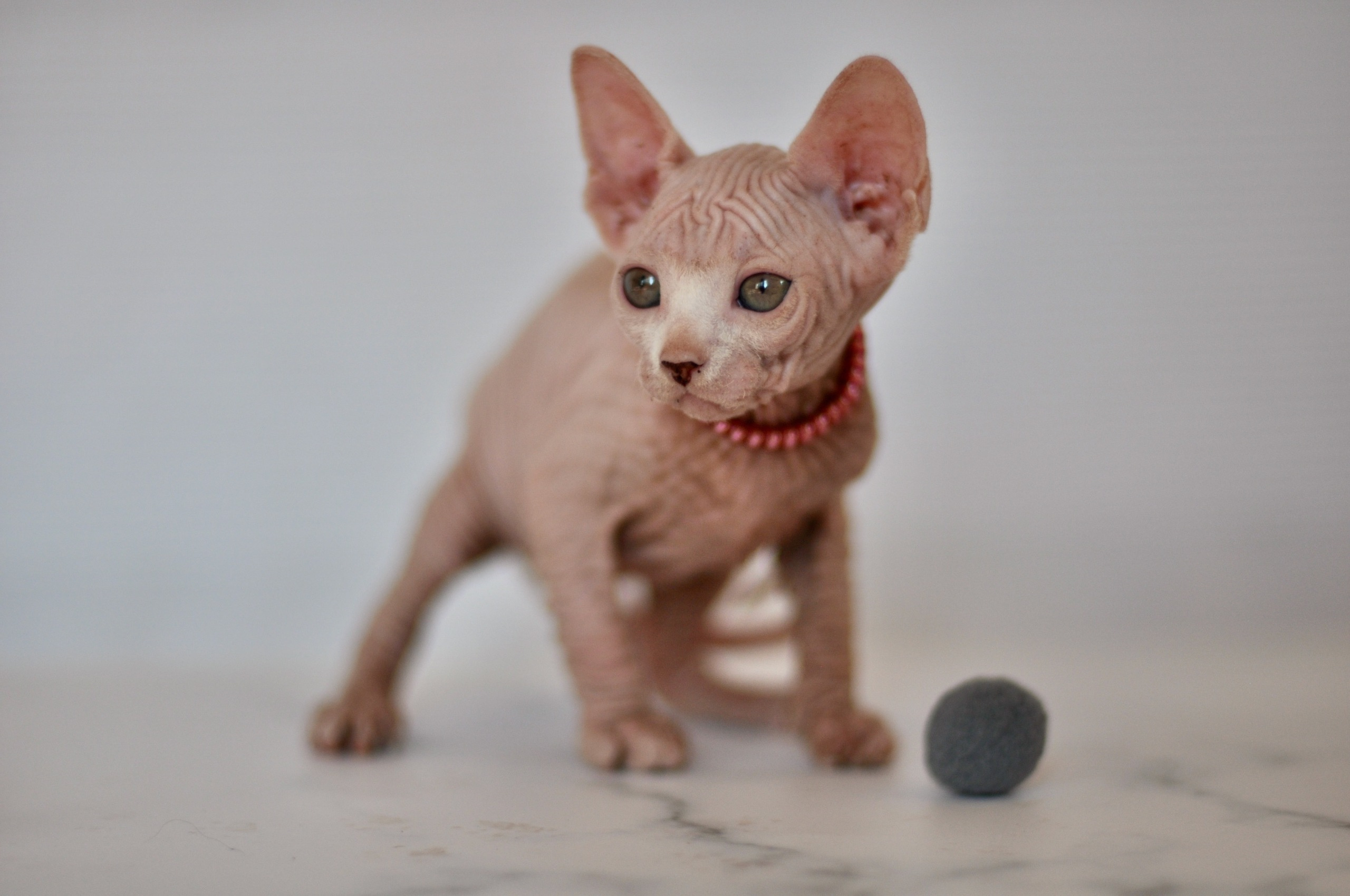 Our kittens. A cattery of Canadian Sphynx breed, located in Limassol, Cyprus