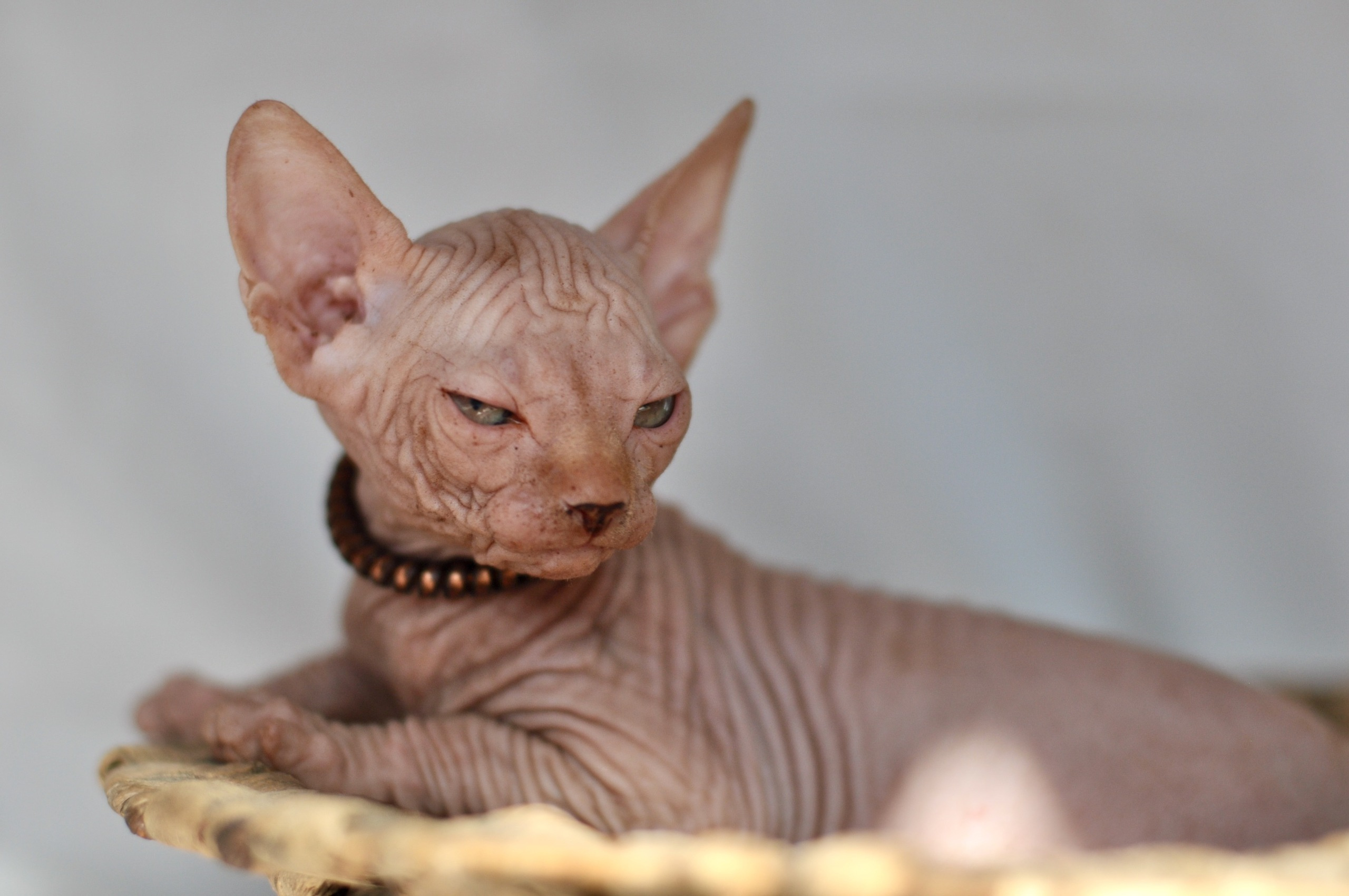 Our kittens. A cattery of Canadian Sphynx breed, located in Limassol, Cyprus
