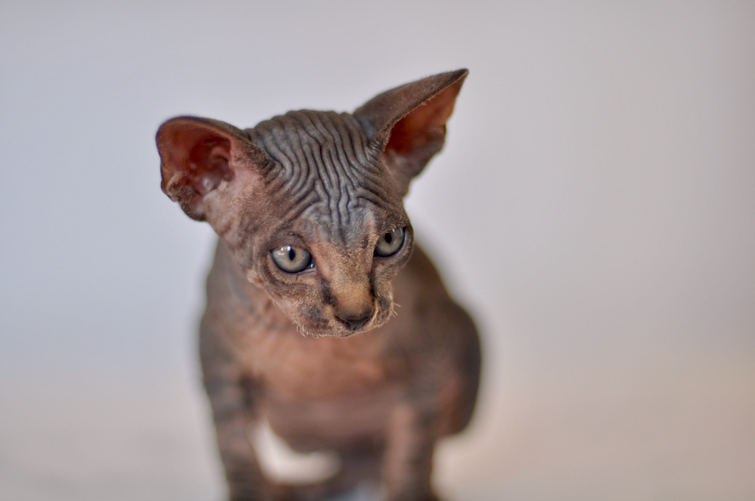 Our kittens. A cattery of Canadian Sphynx breed, located in Limassol, Cyprus