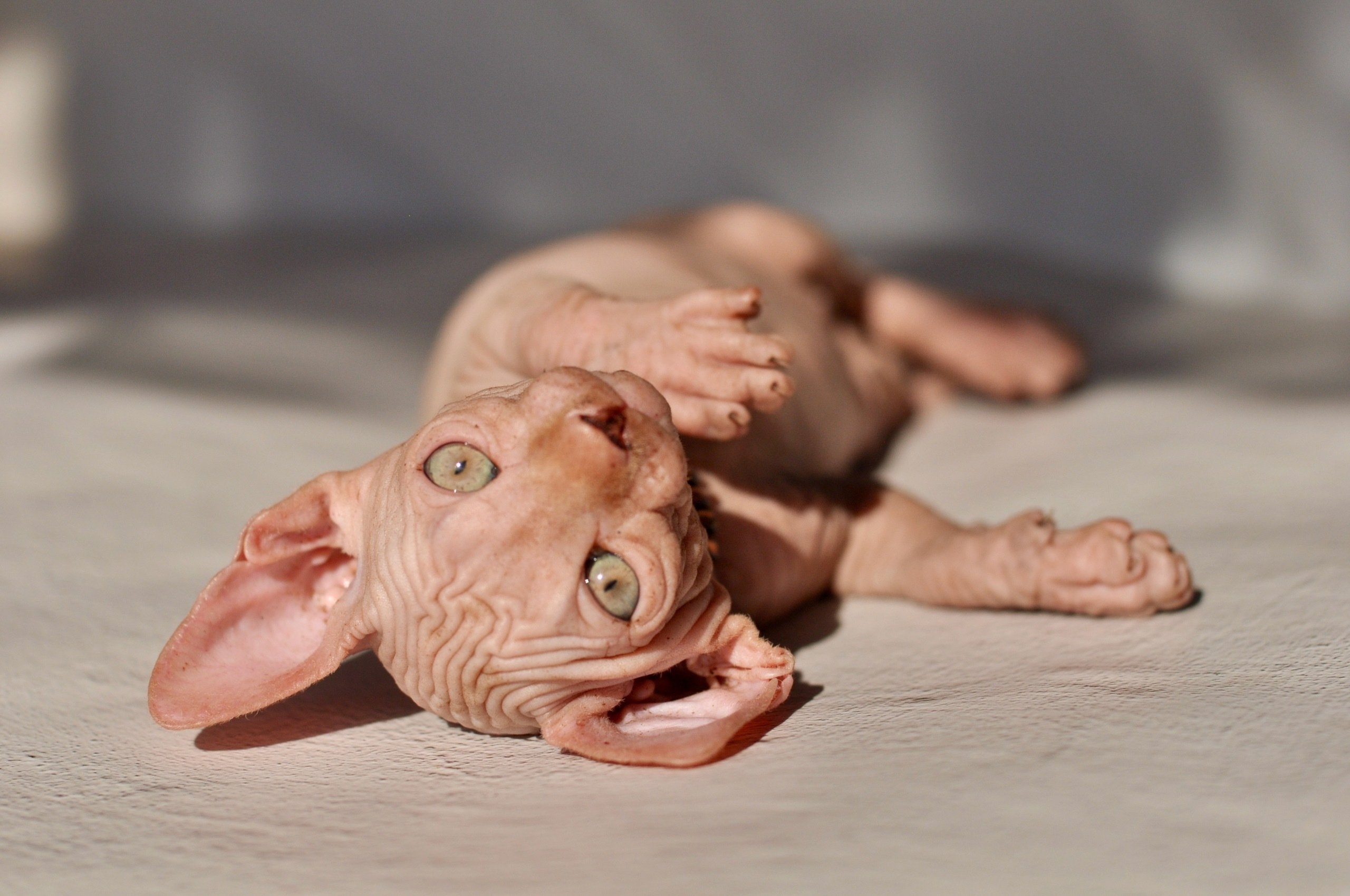 Our kittens. A cattery of Canadian Sphynx breed, located in Limassol, Cyprus