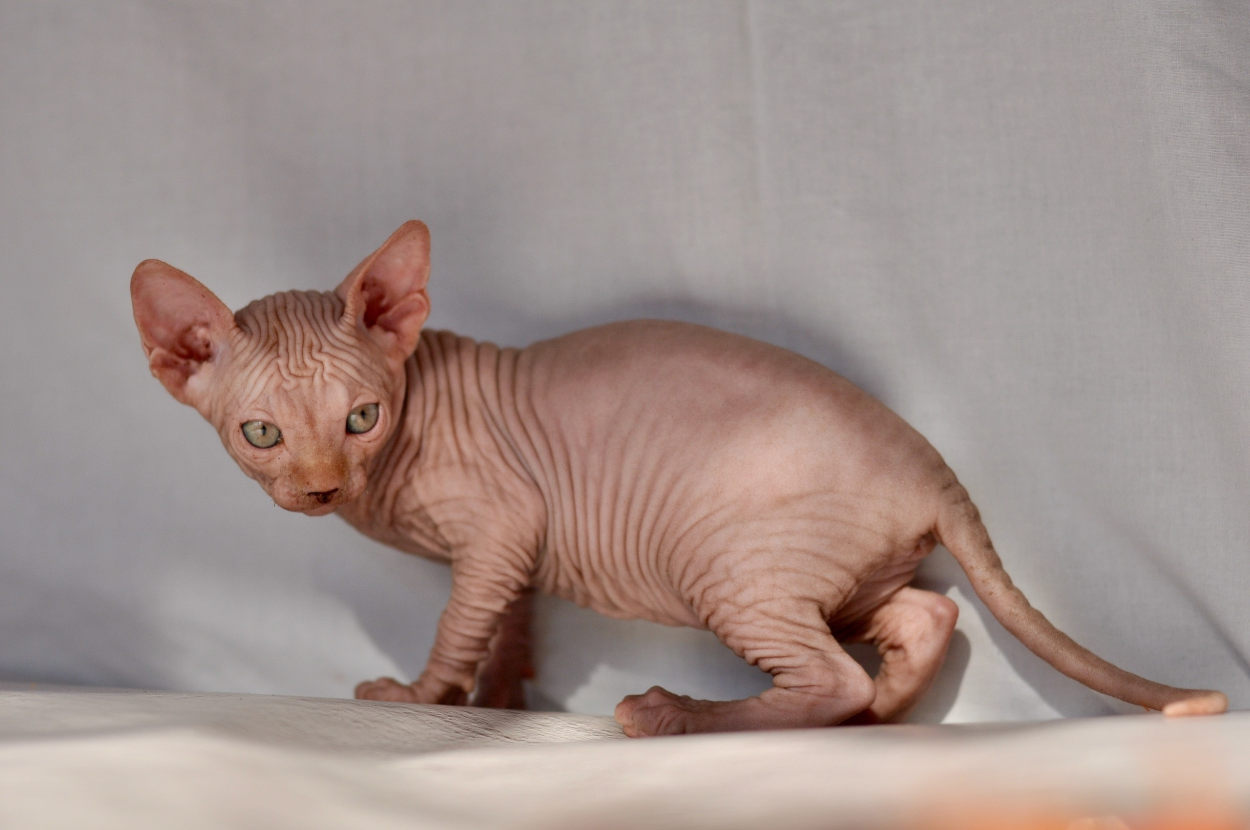 Our kittens. A cattery of Canadian Sphynx breed, located in Limassol, Cyprus
