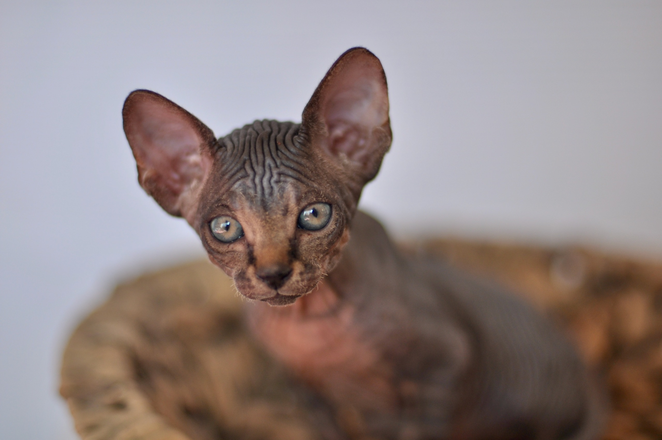 Our kittens. A cattery of Canadian Sphynx breed, located in Limassol, Cyprus
