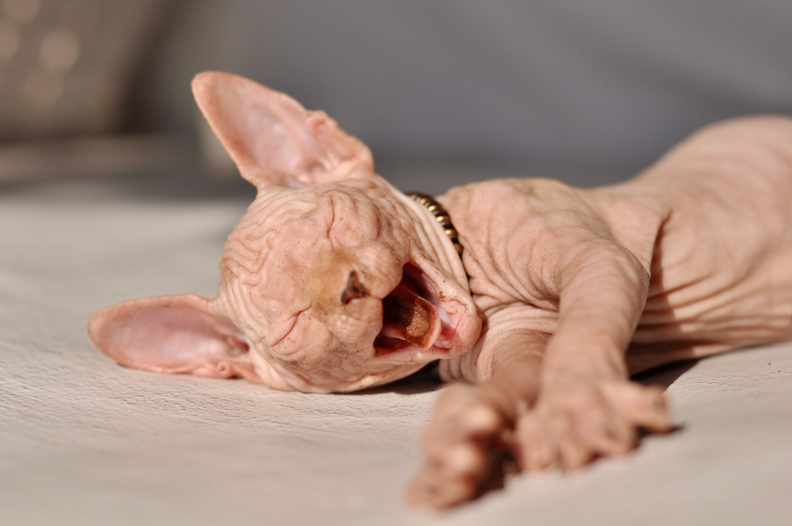 Our kittens. A cattery of Canadian Sphynx breed, located in Limassol, Cyprus