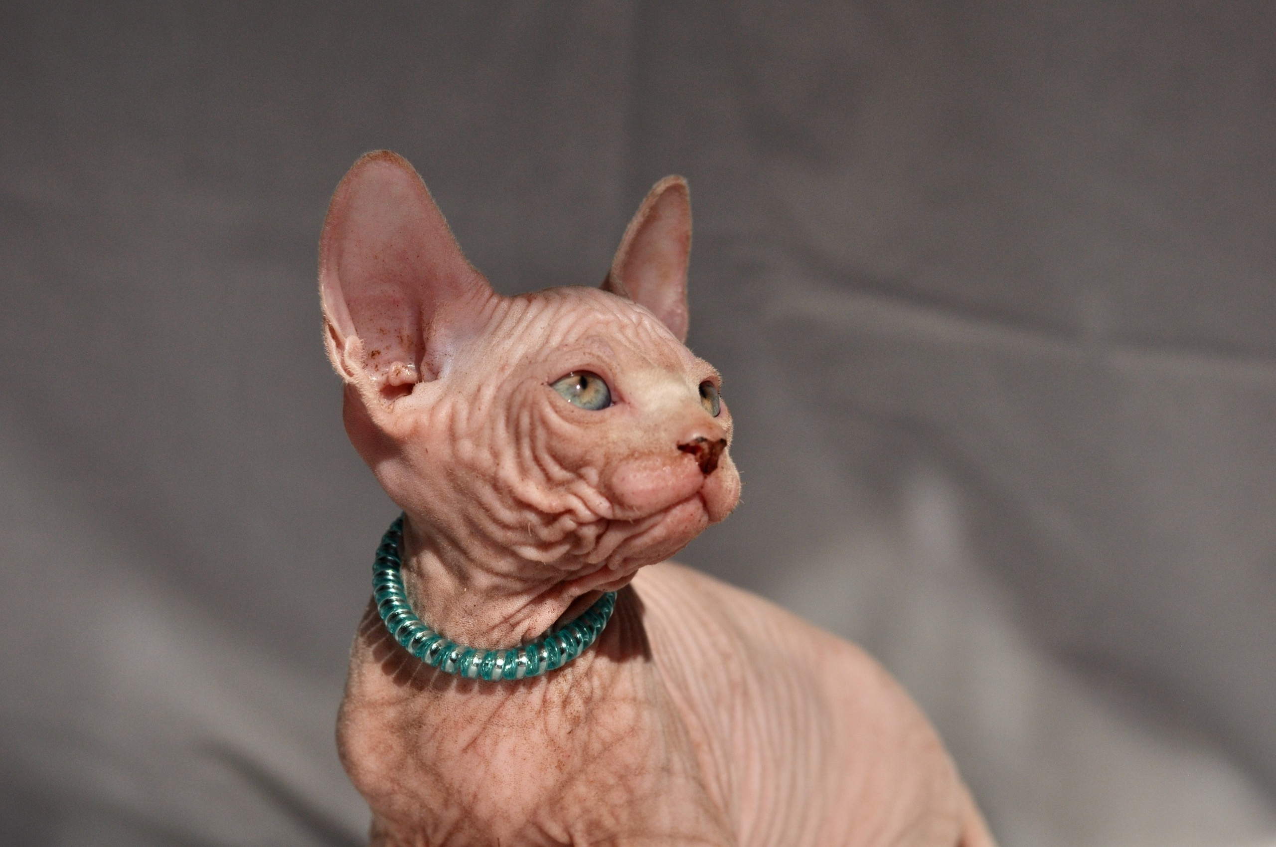 Our kittens. A cattery of Canadian Sphynx breed, located in Limassol, Cyprus