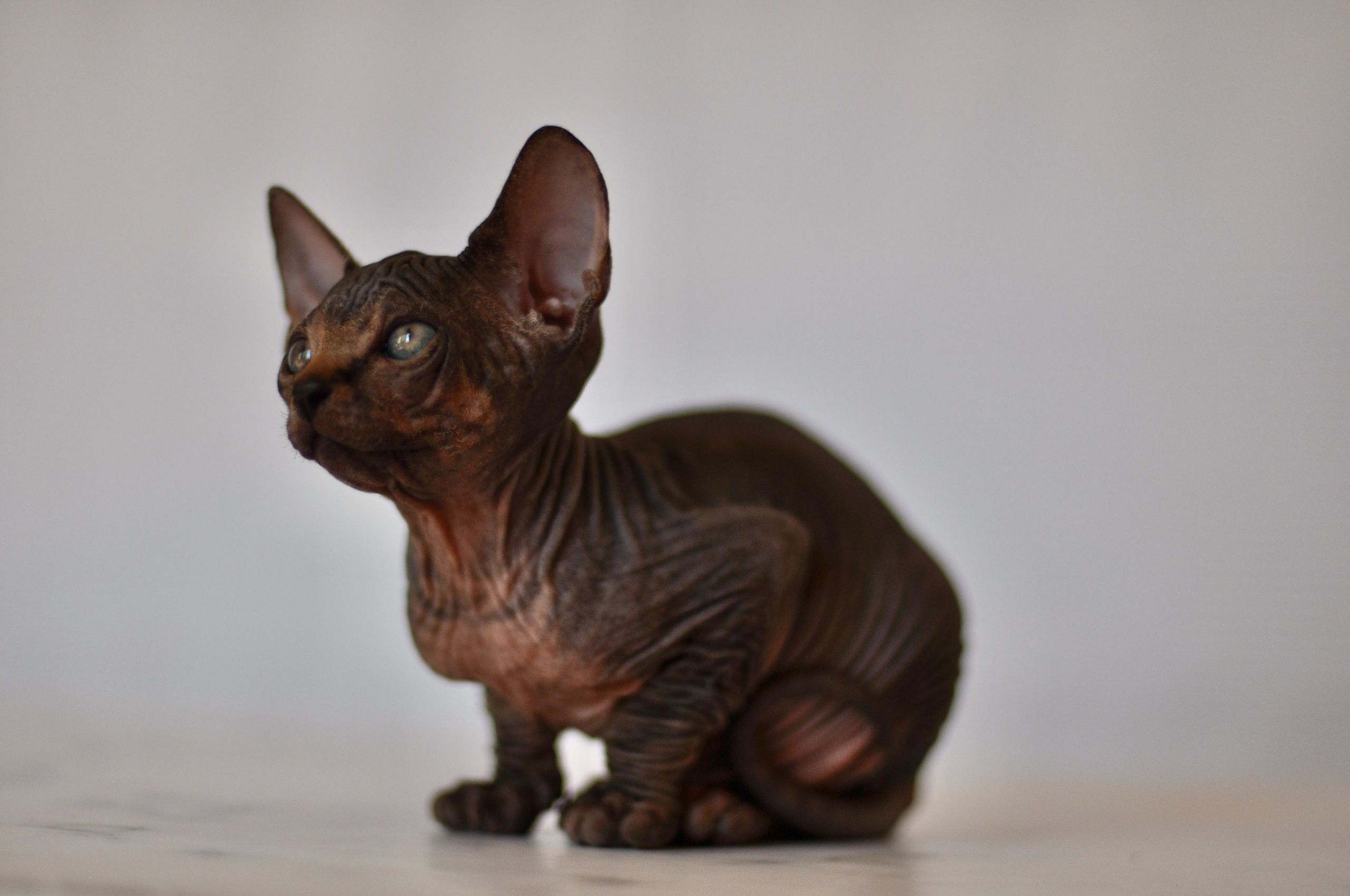 Our kittens. A cattery of Canadian Sphynx breed, located in Limassol, Cyprus