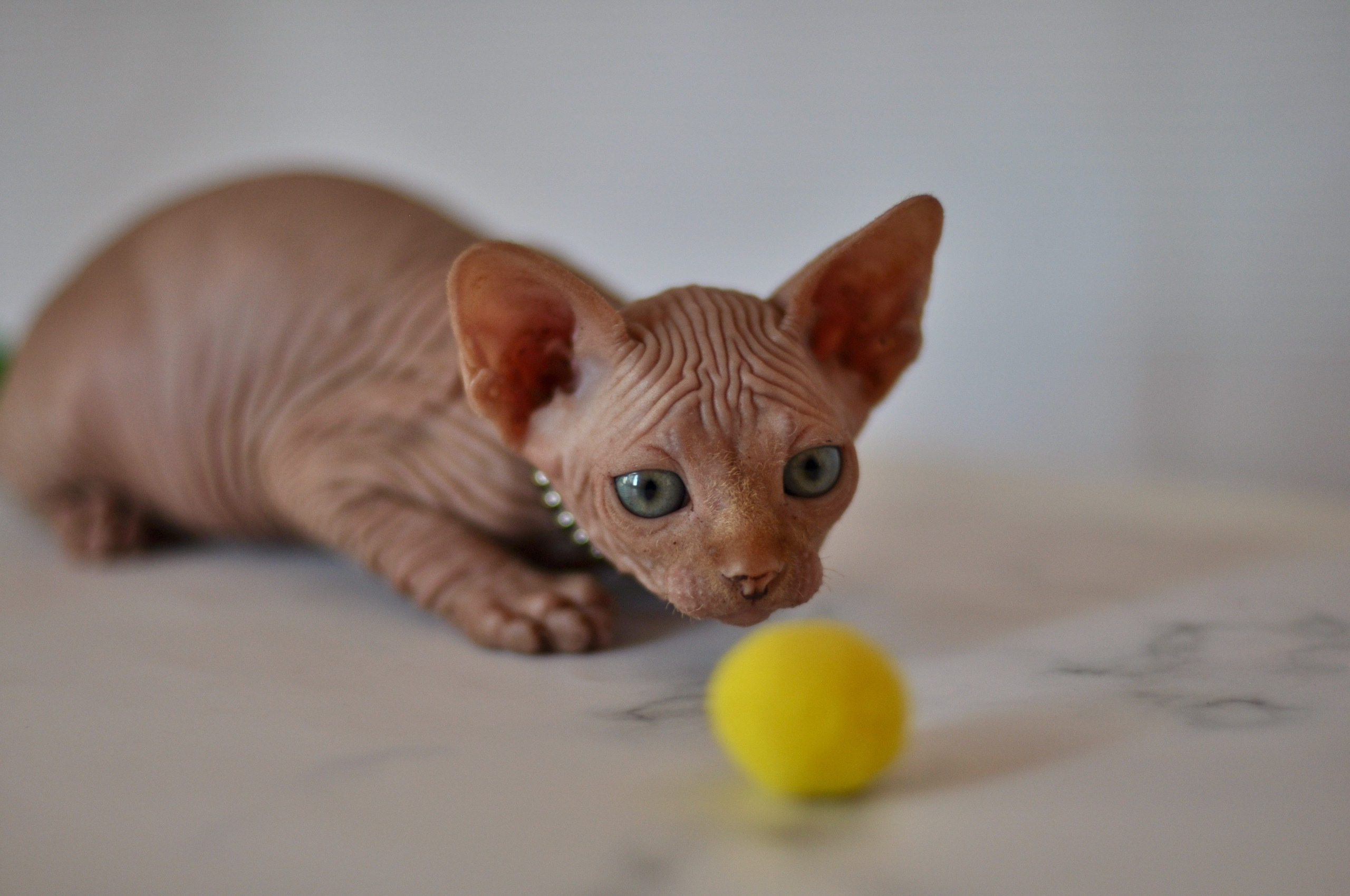 Our kittens. A cattery of Canadian Sphynx breed, located in Limassol, Cyprus