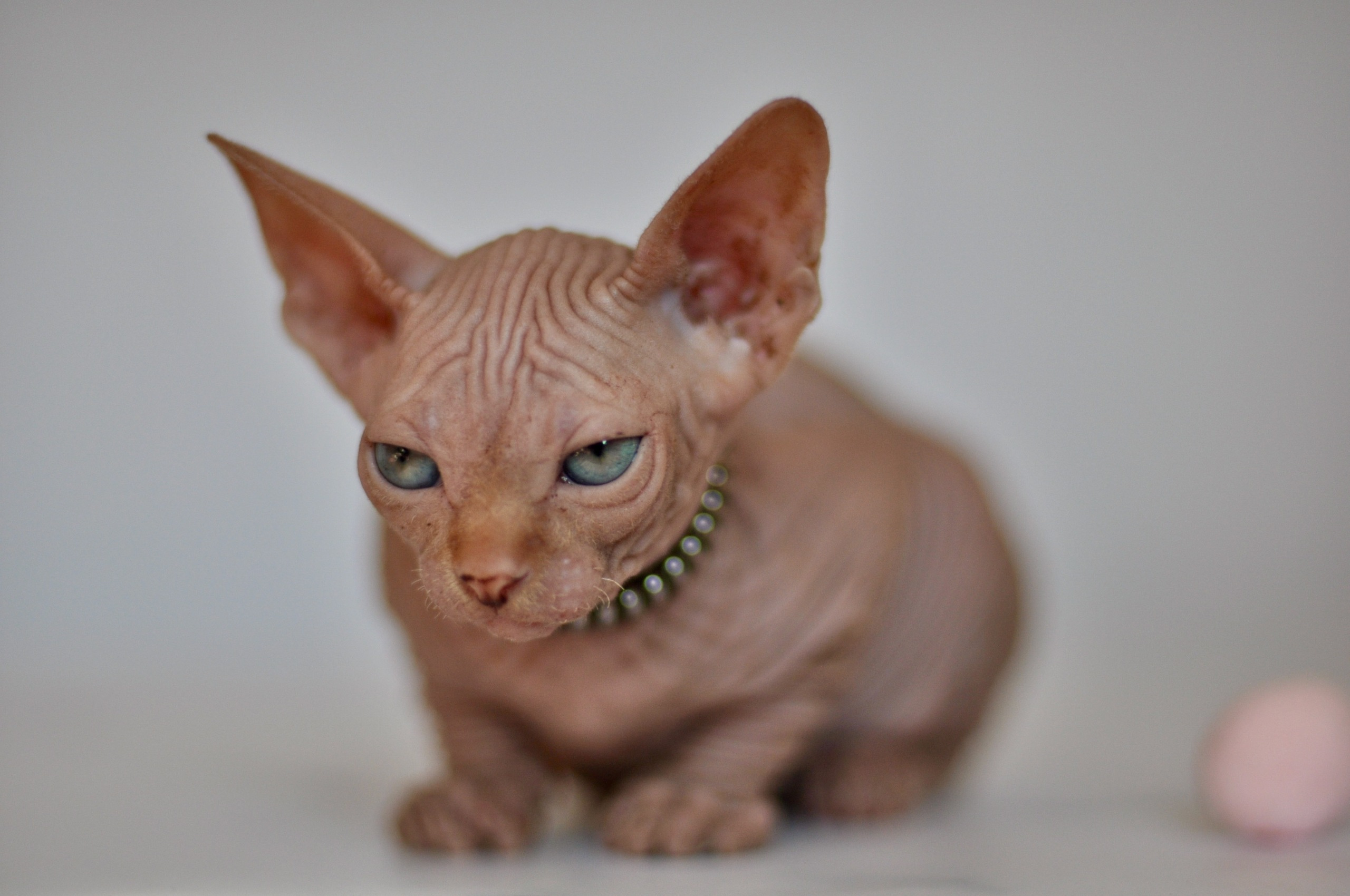 Our kittens. A cattery of Canadian Sphynx breed, located in Limassol, Cyprus