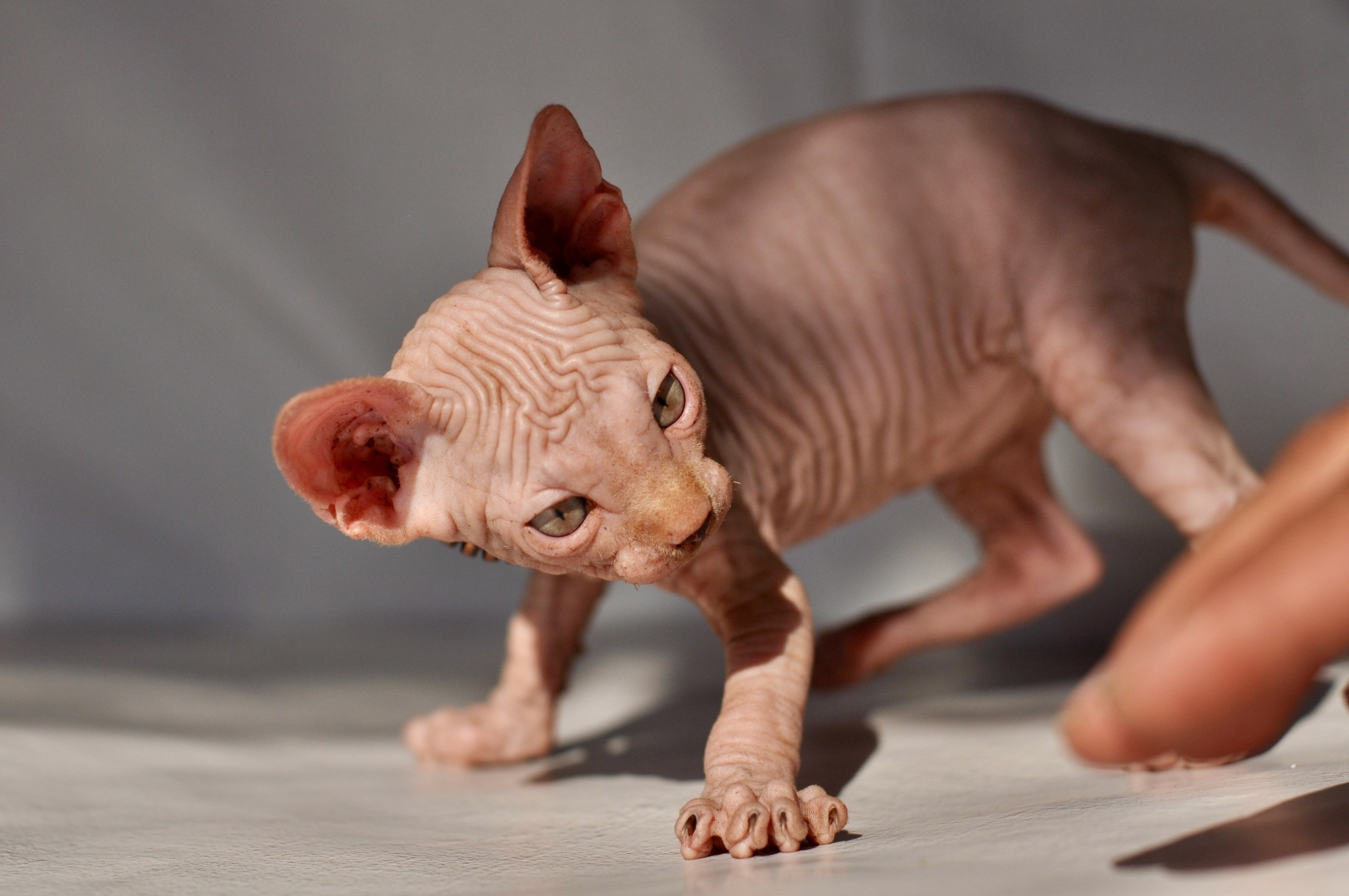 Our kittens. A cattery of Canadian Sphynx breed, located in Limassol, Cyprus