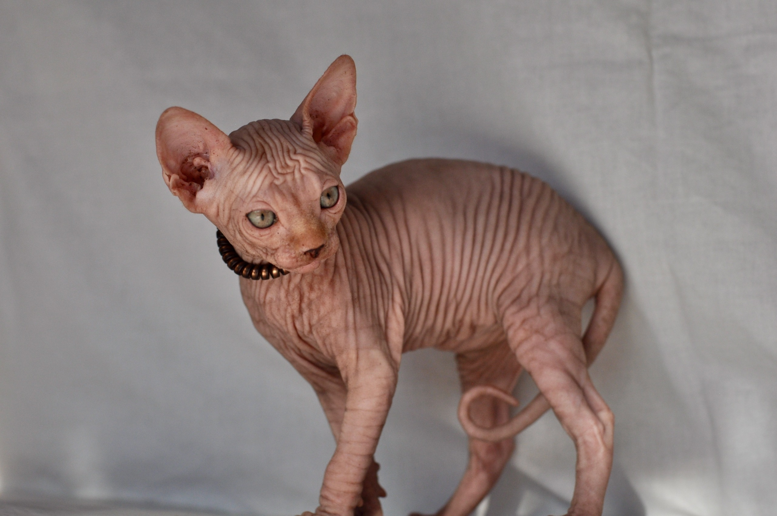 Our kittens. A cattery of Canadian Sphynx breed, located in Limassol, Cyprus