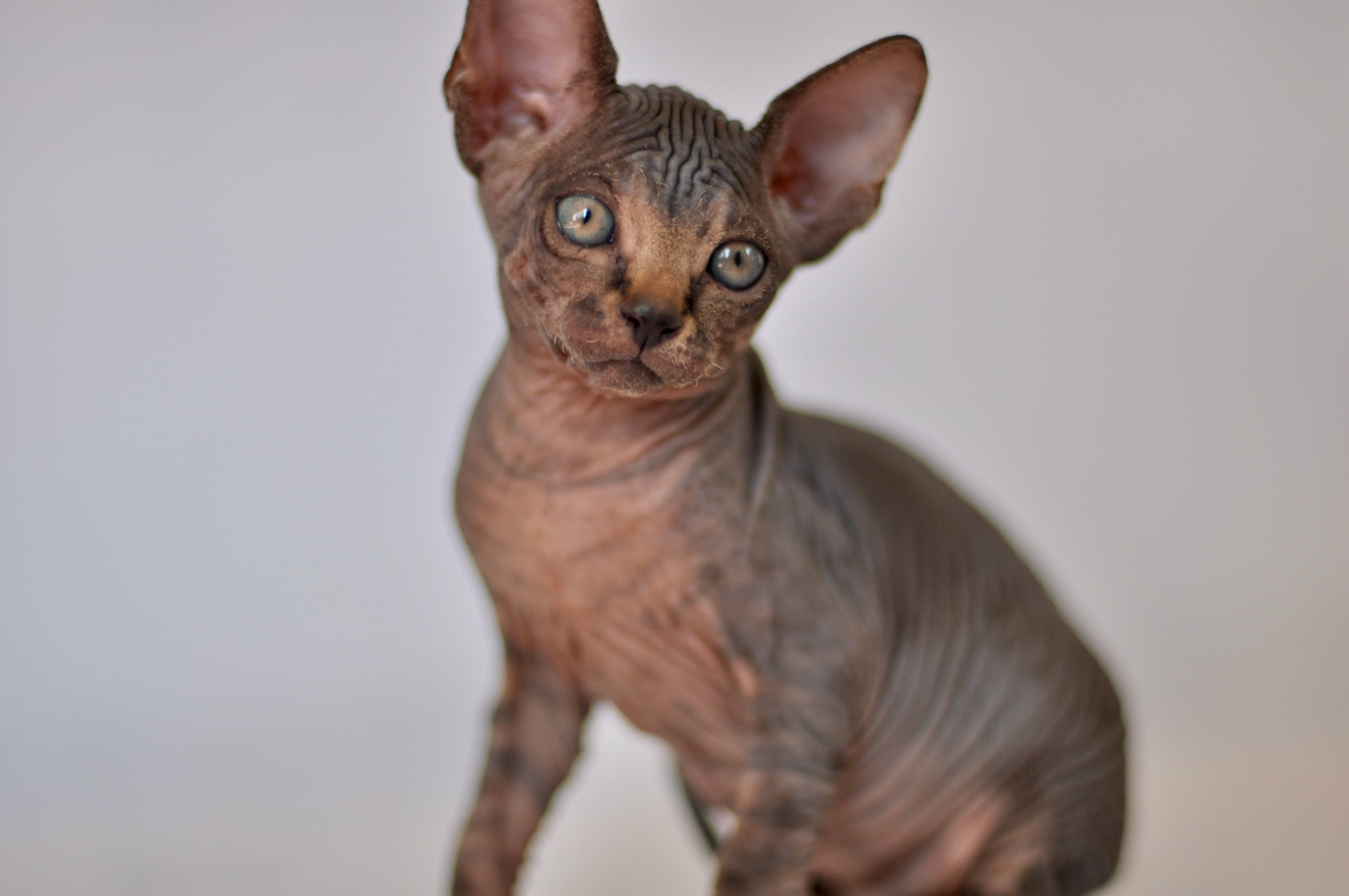 Our kittens. A cattery of Canadian Sphynx breed, located in Limassol, Cyprus