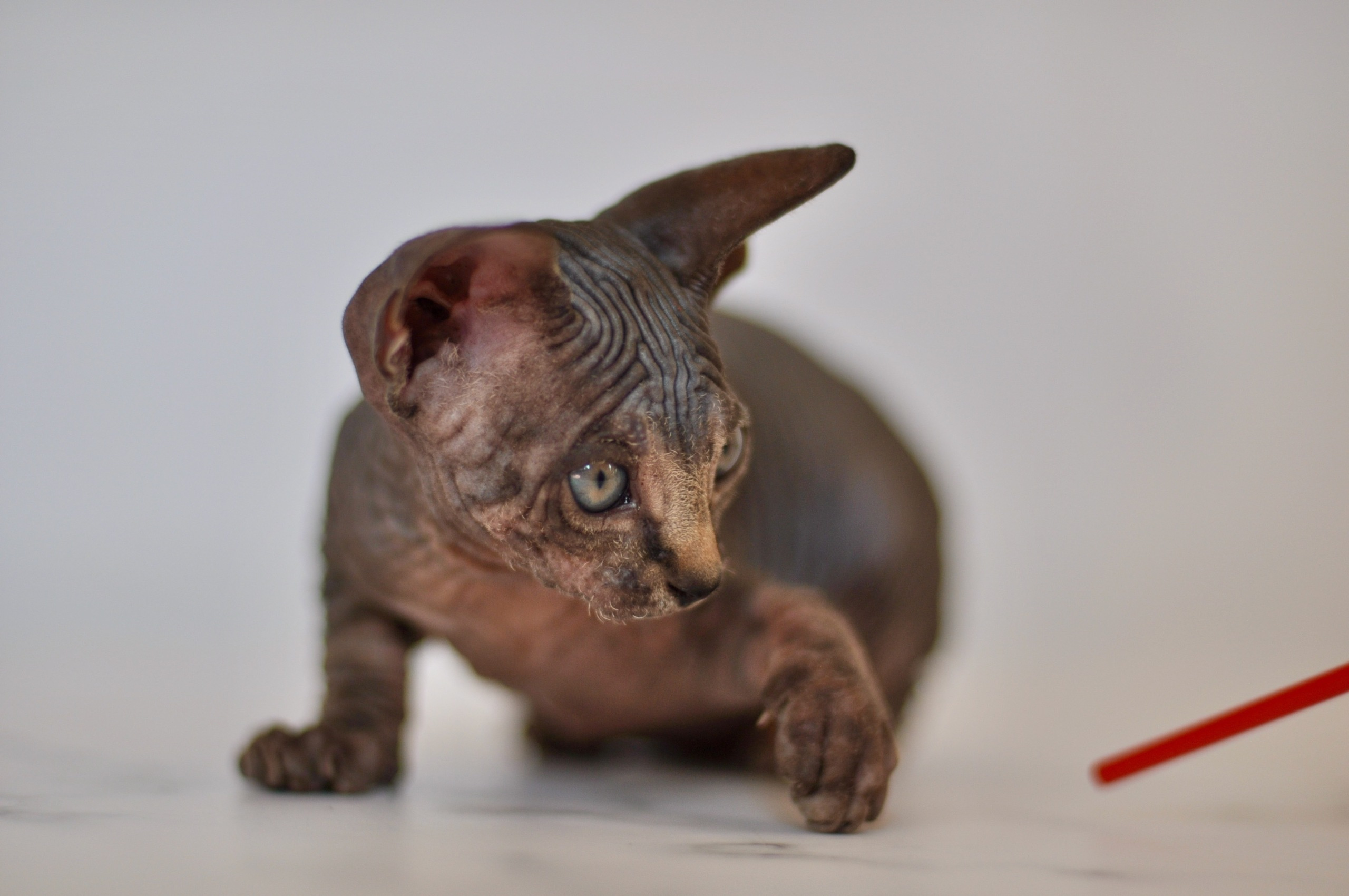 Our kittens. A cattery of Canadian Sphynx breed, located in Limassol, Cyprus