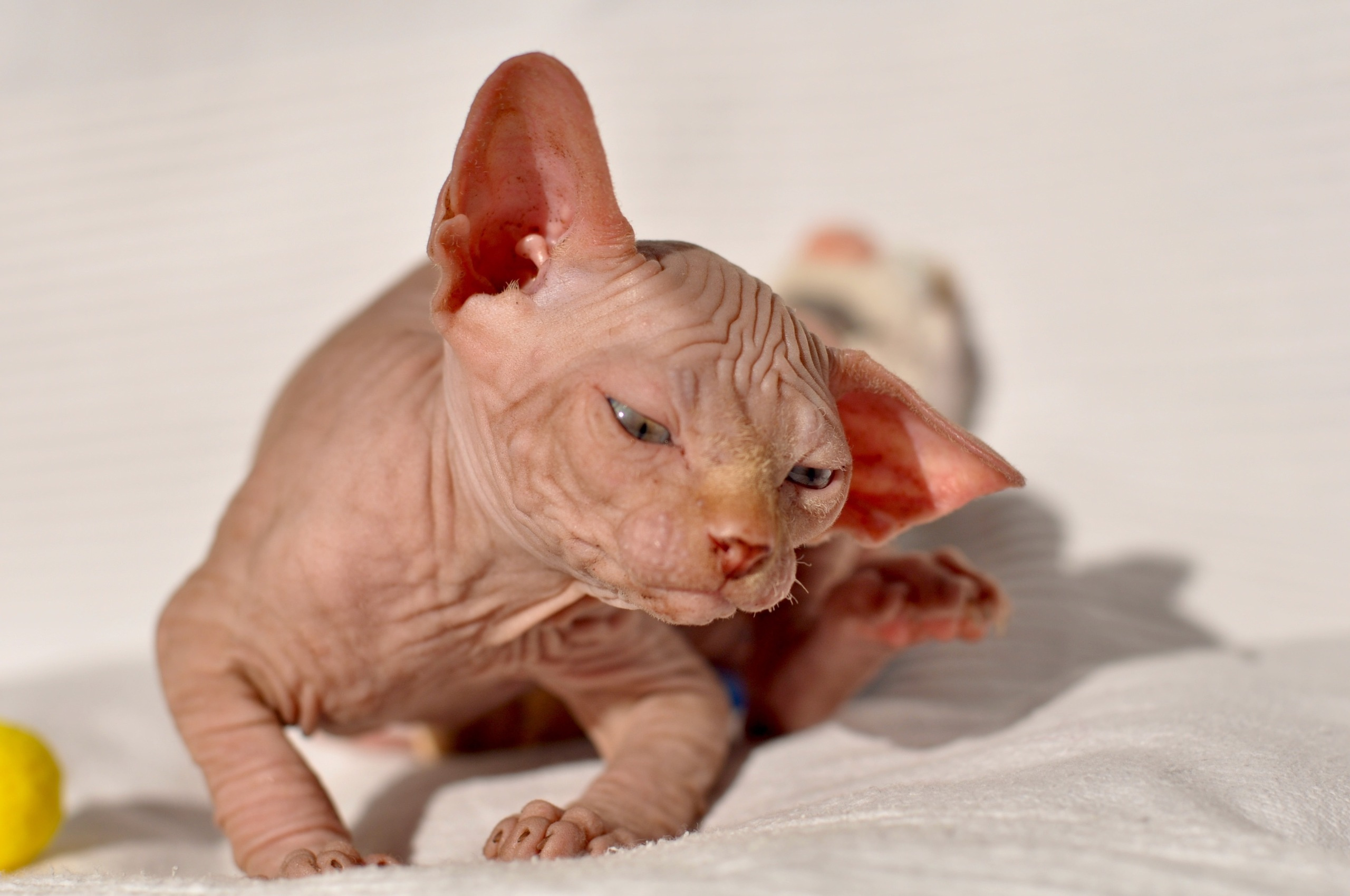 Our kittens. A cattery of Canadian Sphynx breed, located in Limassol, Cyprus