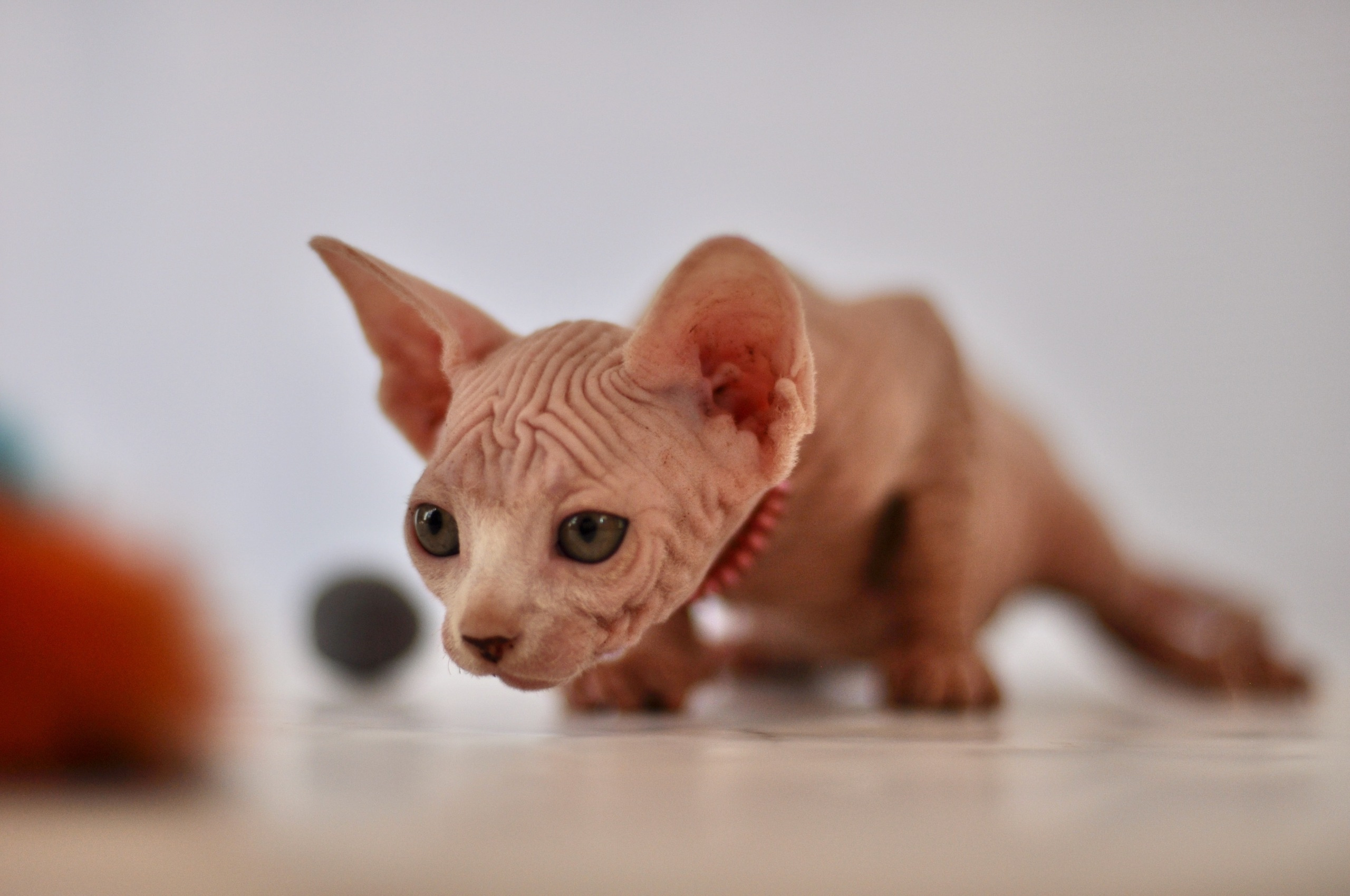 Our kittens. A cattery of Canadian Sphynx breed, located in Limassol, Cyprus