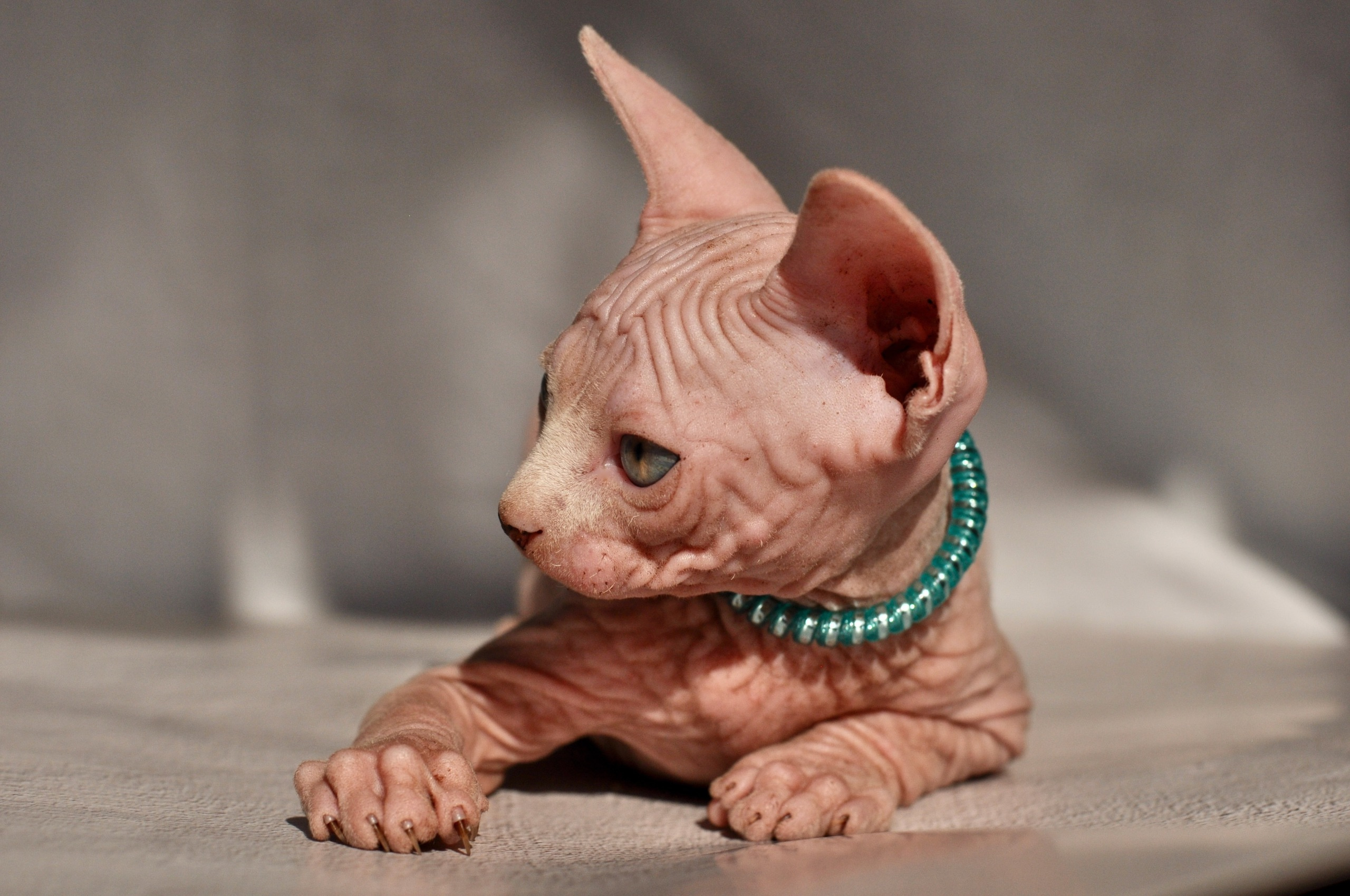 Our kittens. A cattery of Canadian Sphynx breed, located in Limassol, Cyprus