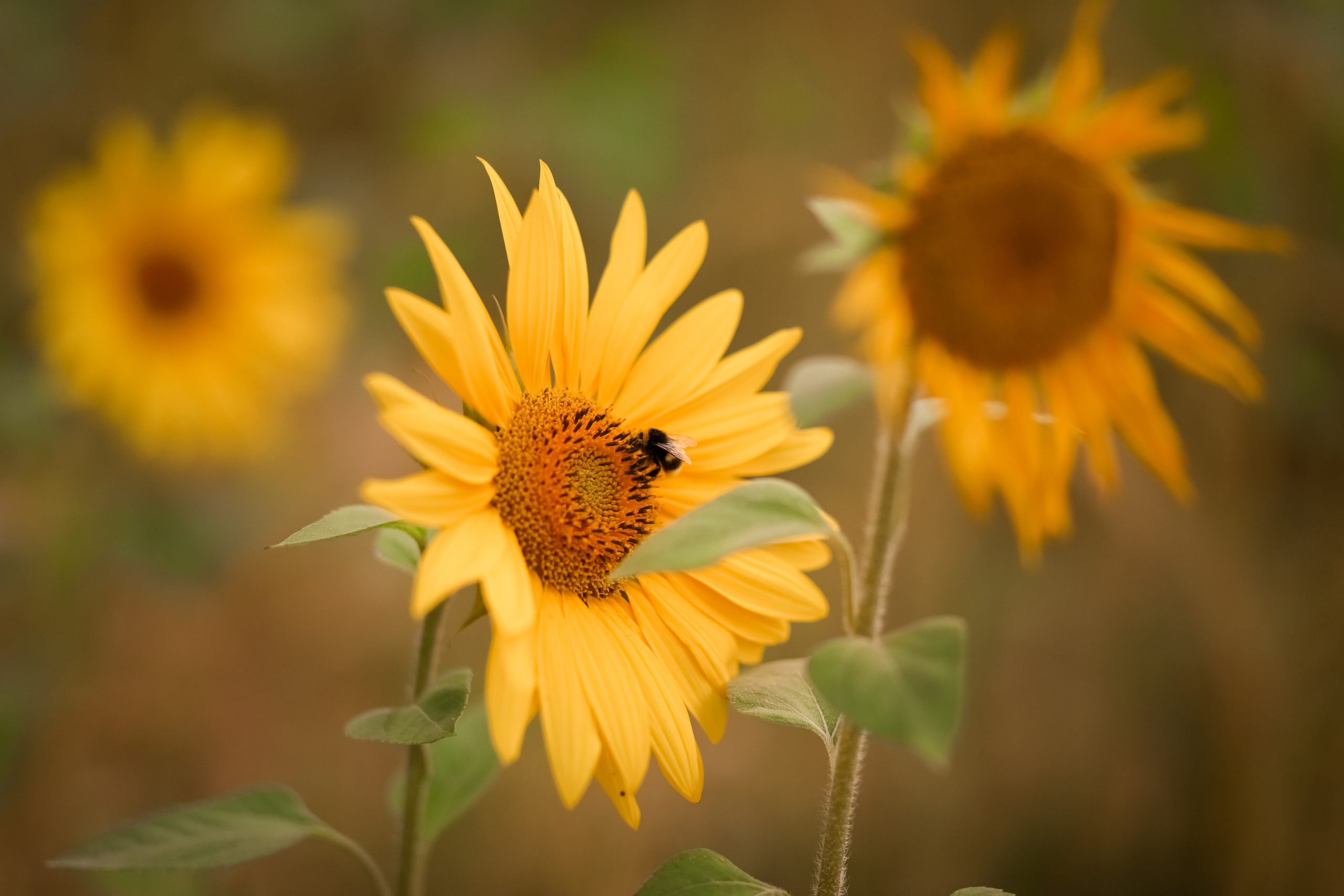 Sunflowers. Family & children’s photographer in Herts & West London Iryna Blair