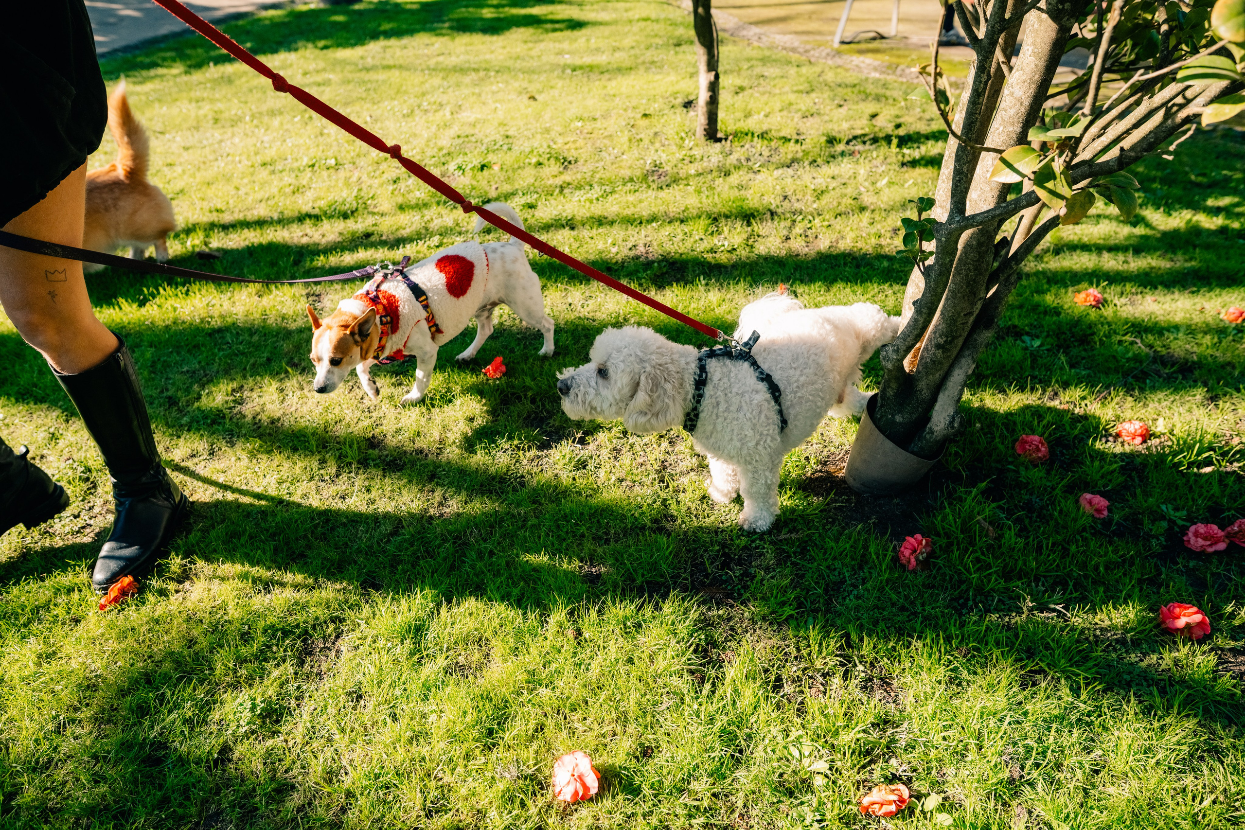 Yana & Doggos in Bonfim. Maria Sher. Professional photographer from Porto, Portugal