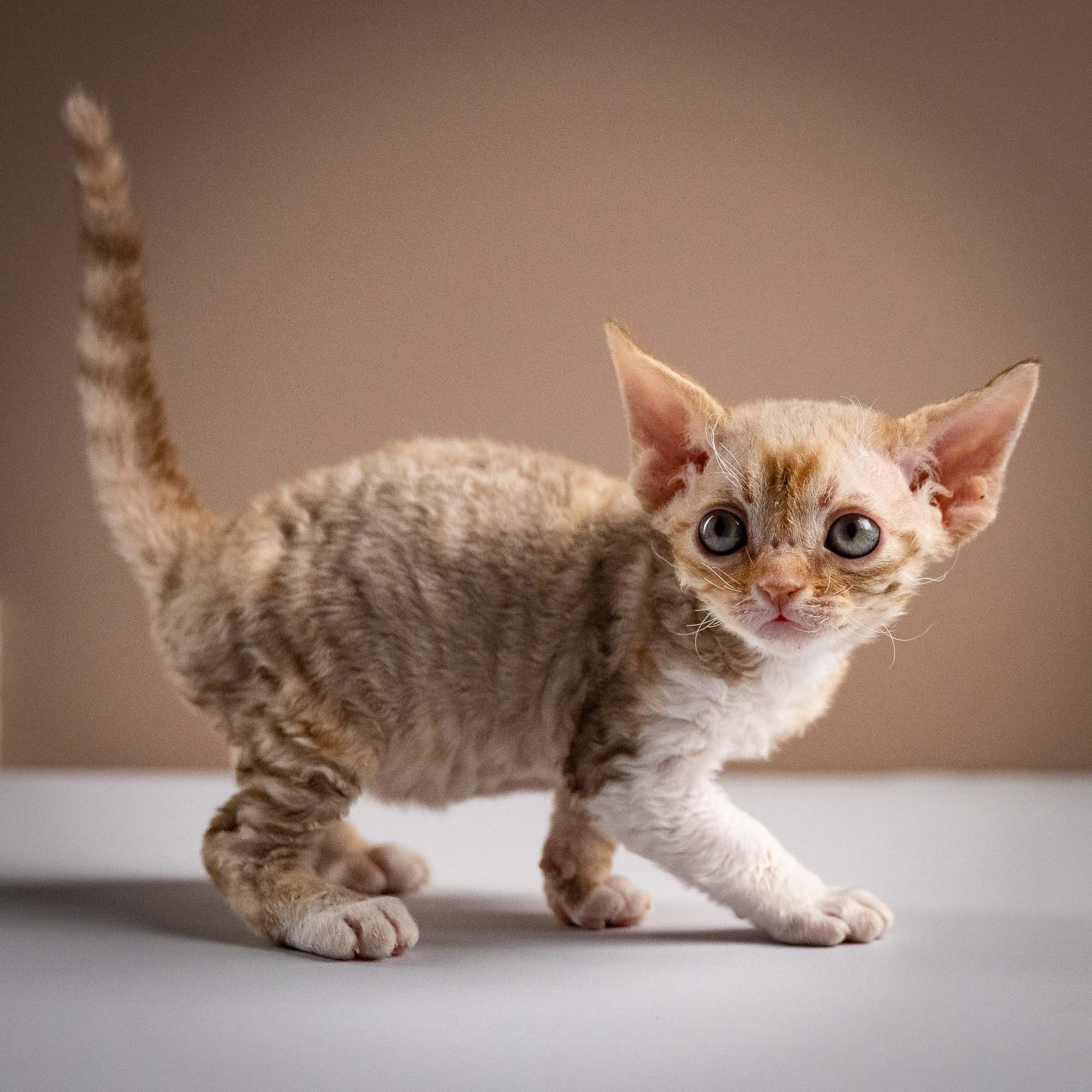 Ophelia, girl, born 02.08.26. Devon Rex Pixie Cattery