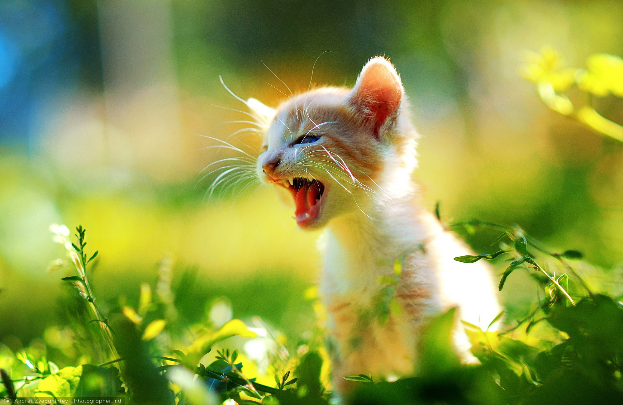 Fotograf natura in Moldova - Andrei Zveaghintev. Fotograf nunta si familie in Moldova, Chisinau - Andrei Zveaghintev