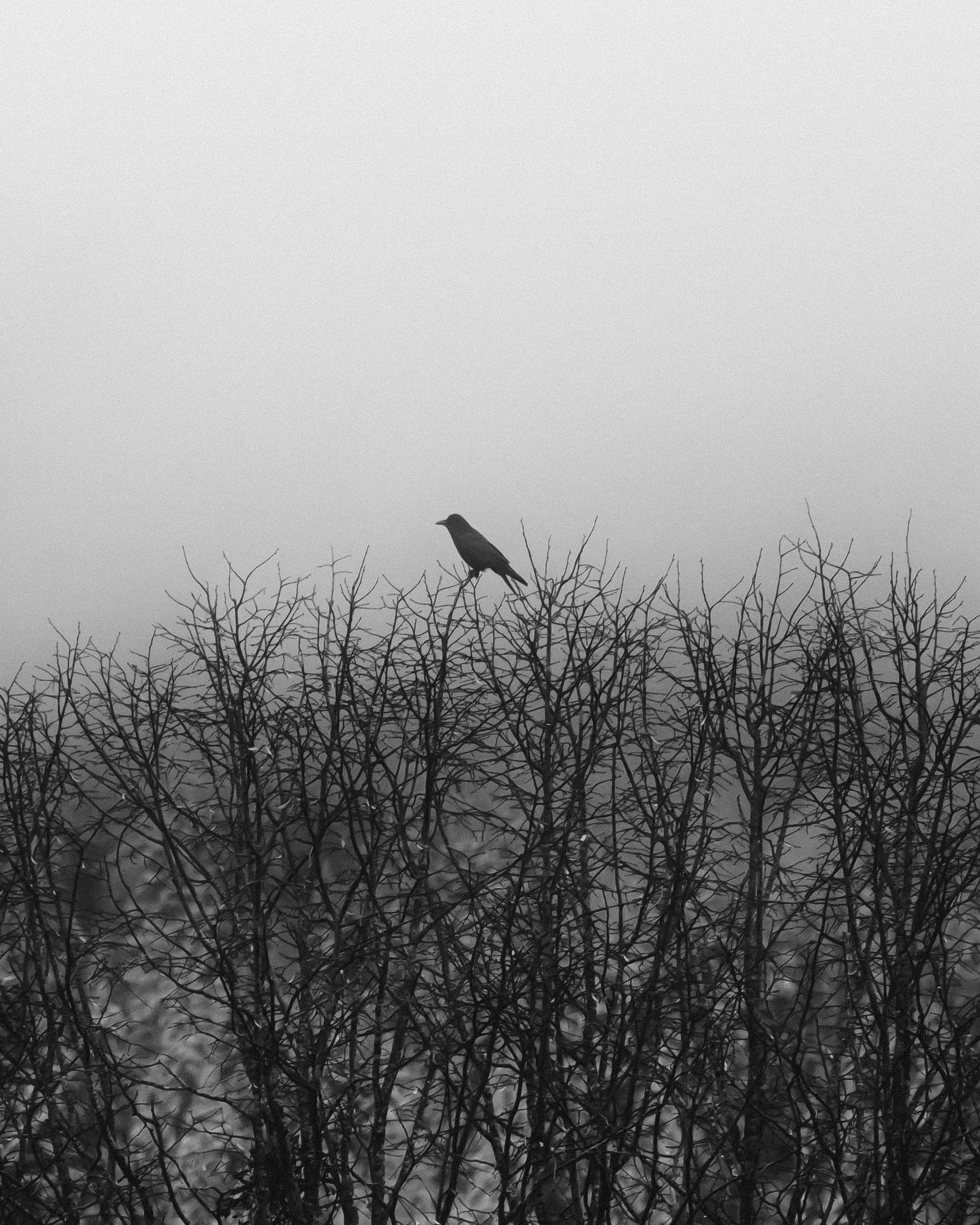 BLACK AND WHITE. OLGA REPTIK