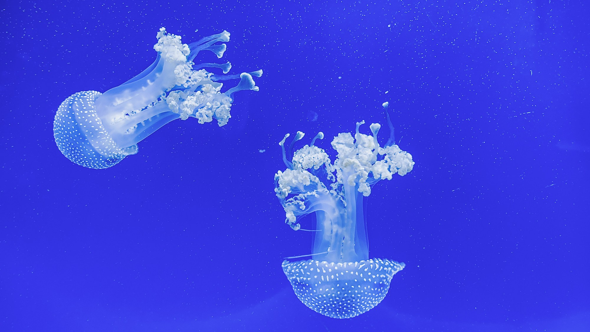 Peisaj /natura. Daniel Criste Fotograf