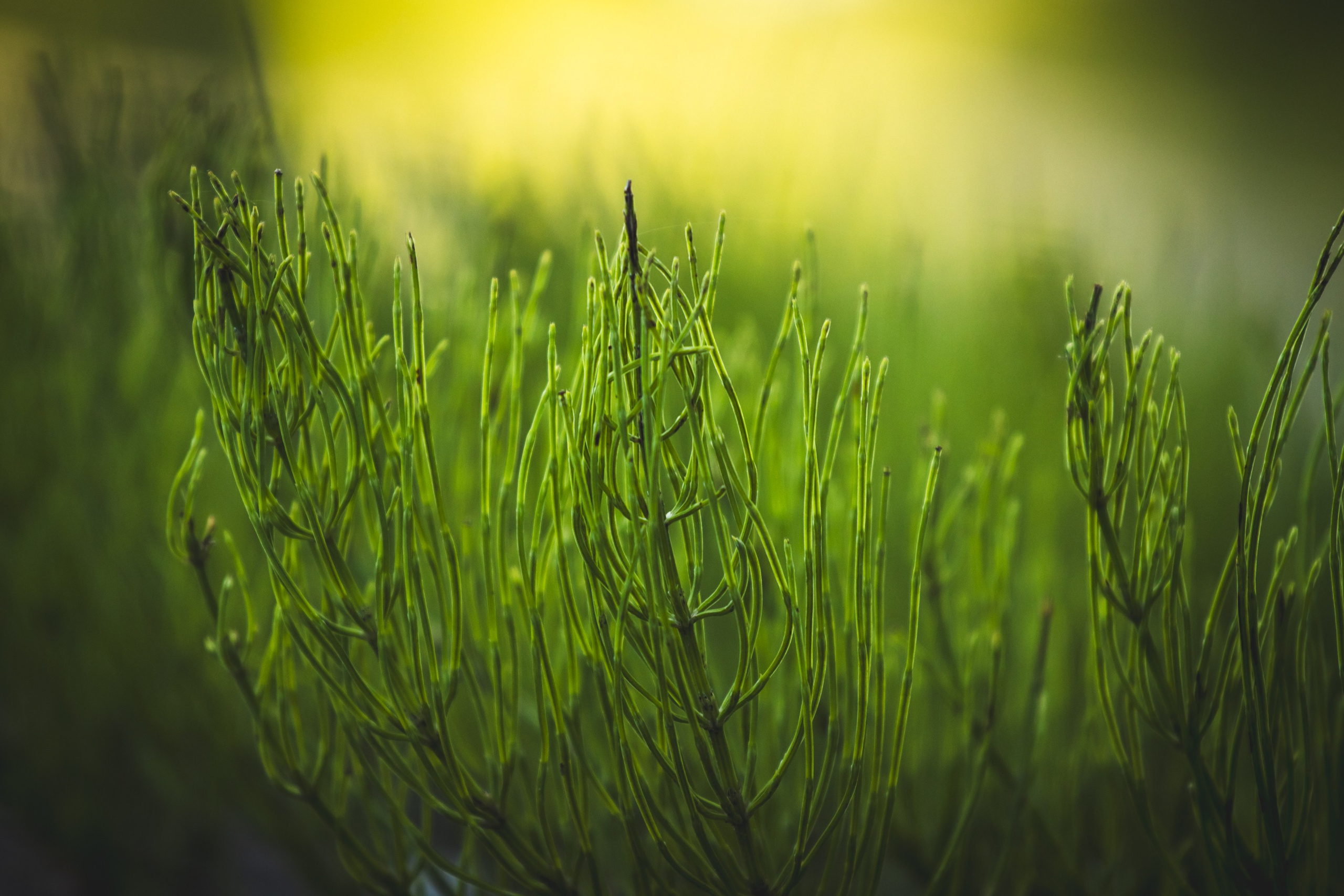 Jalgrattasõit ümbruskonnas. Nebula 25 — Fotod teie hingele