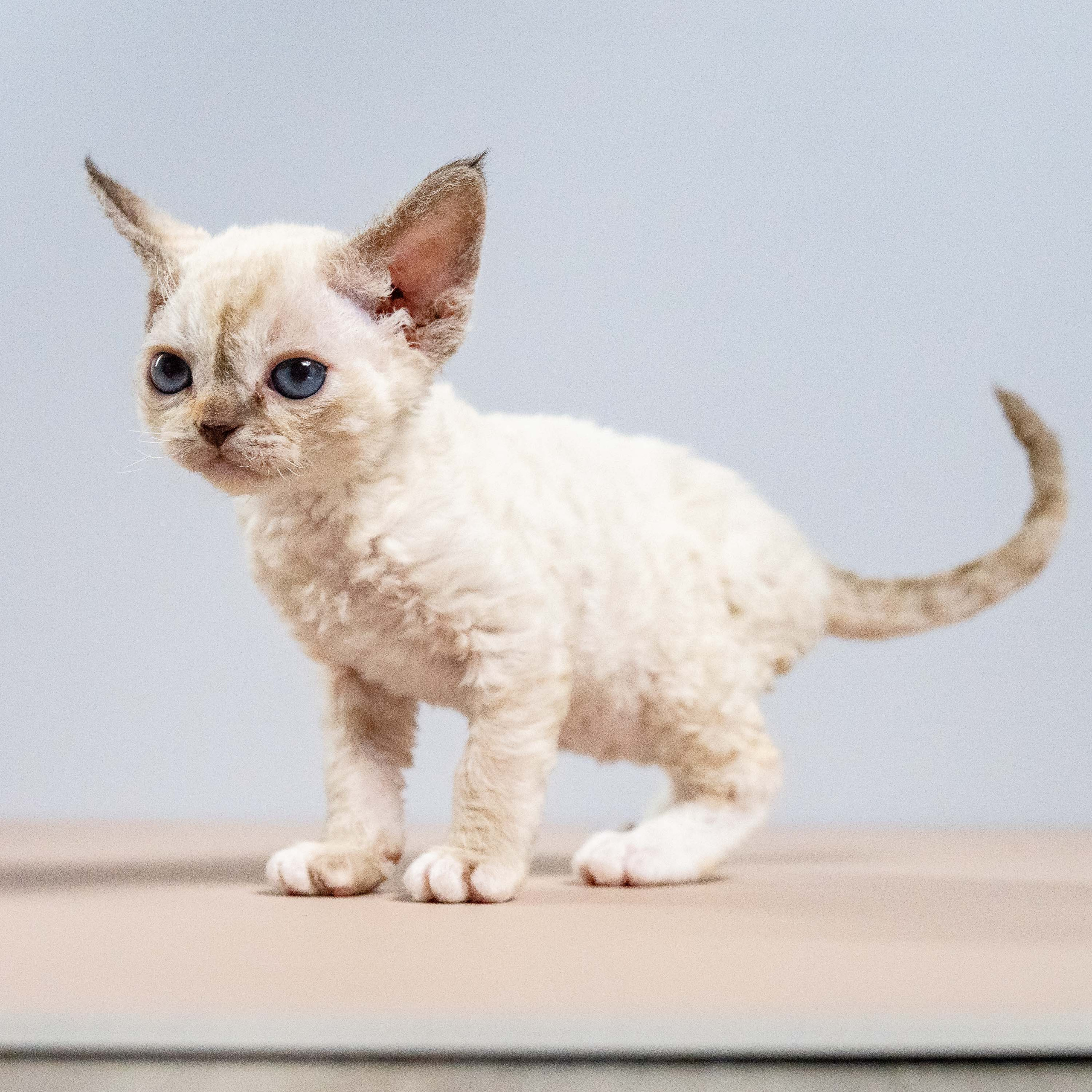 Lily, girl, born 12.20.2025. Devon Rex Pixie Cattery