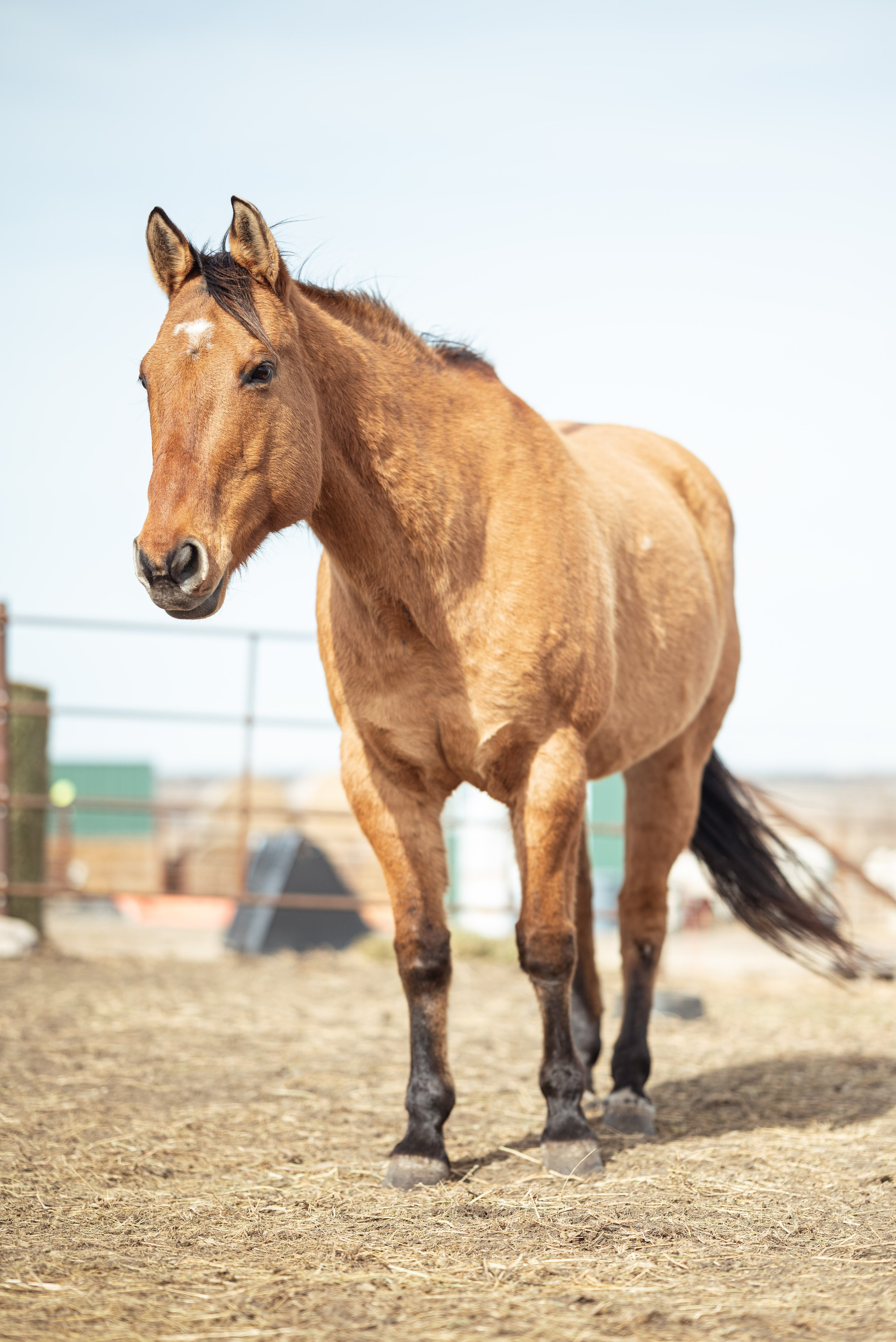 Farm animals. Victoria Lyubchenko — fine art photography in Bismarck, ND