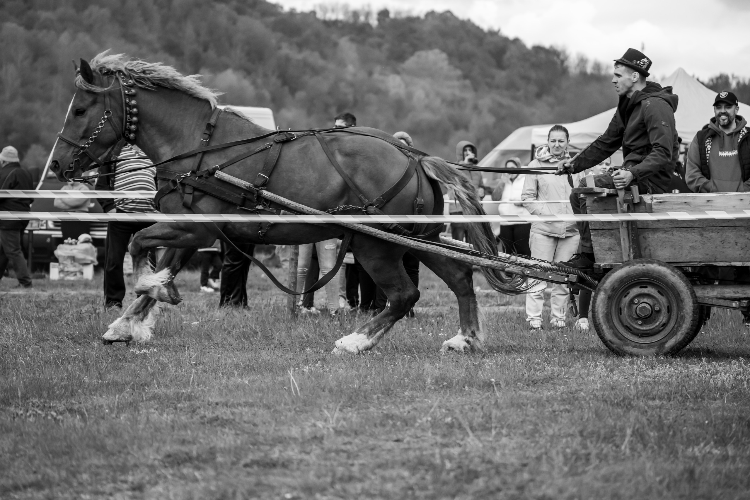 Concurs Ecvestru Vărbilău ediția a 4-a. Mihai Alexandra Events