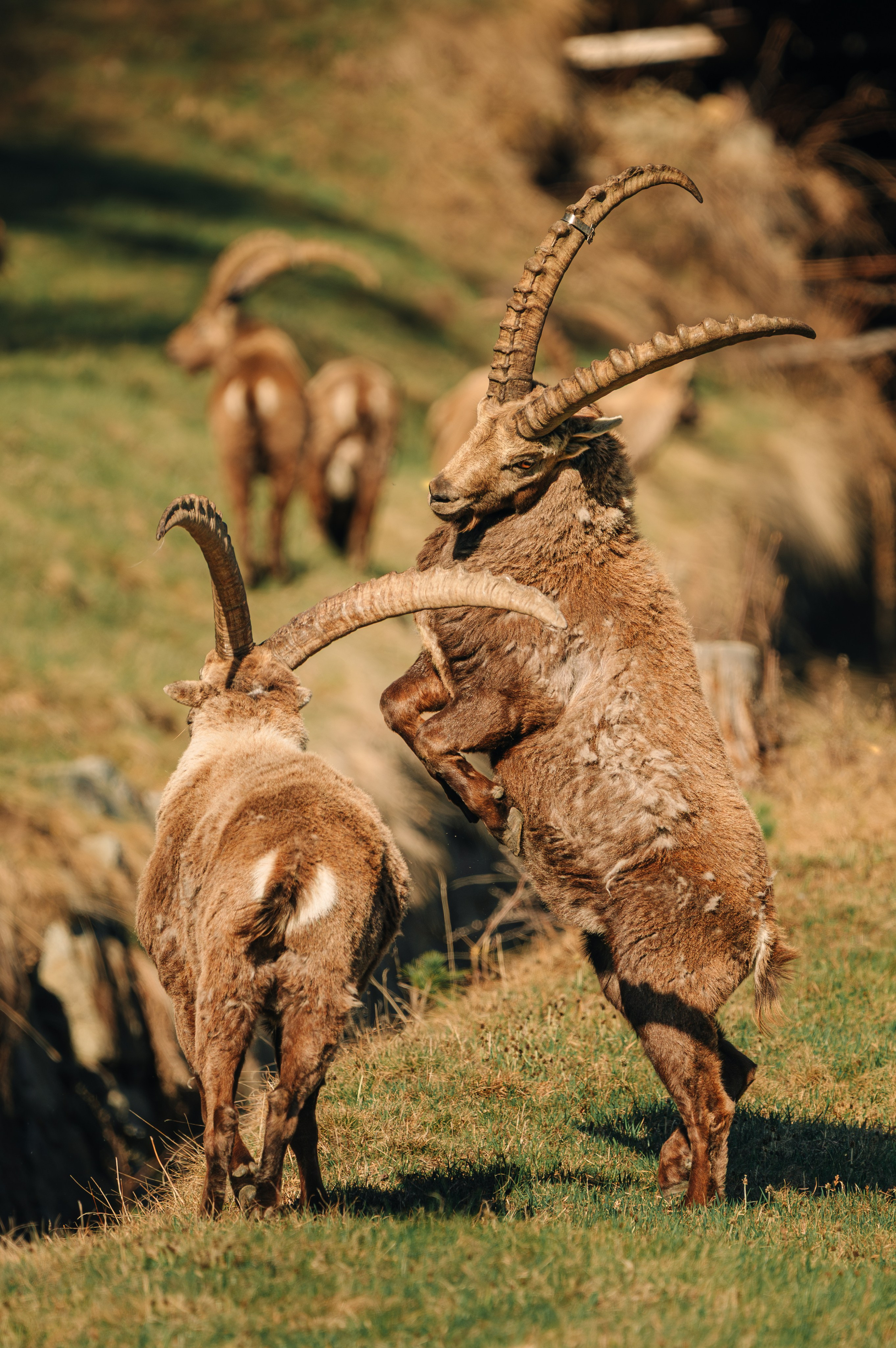 Capricorns in Pontresina. Lutsenko Visuals — Photography & Visual Content