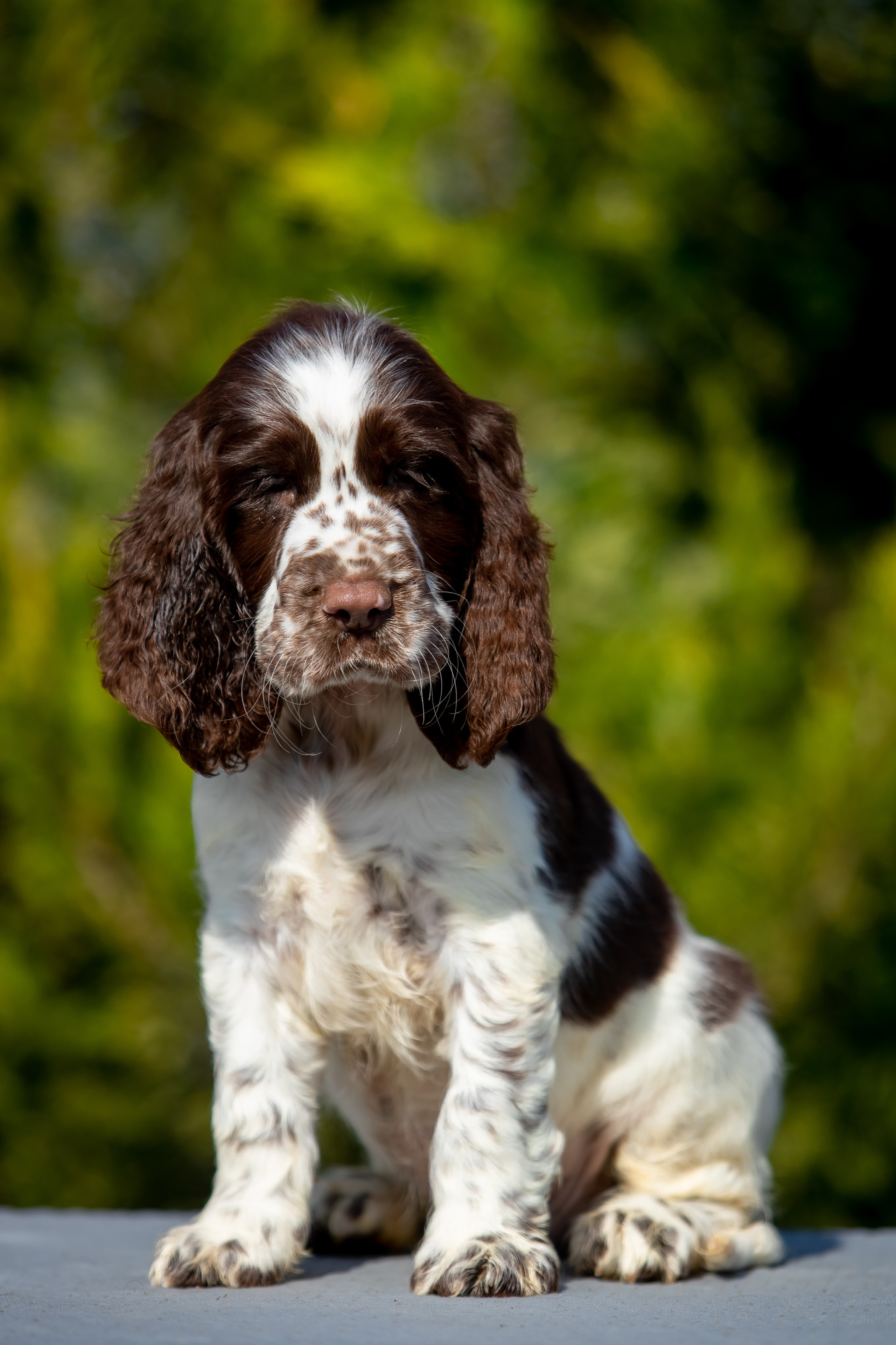 Male — Orange collar 🧡. Website of the titled stud dog of the Springer Spaniel breed