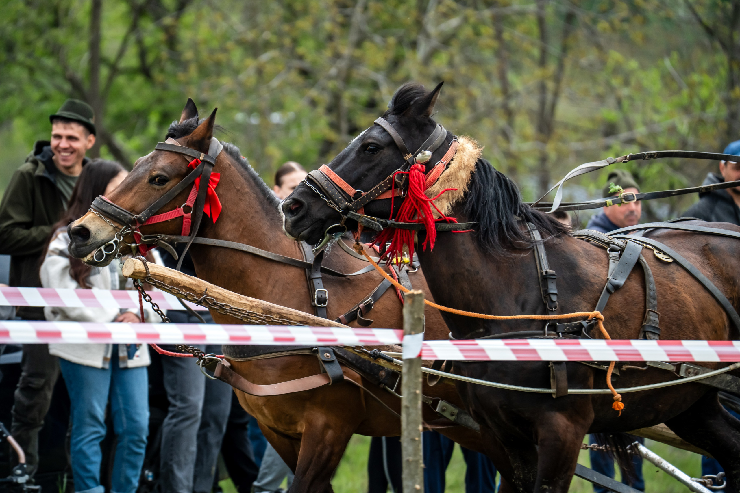Concurs Ecvestru Vărbilău ediția a 4-a. Mihai Alexandra Events