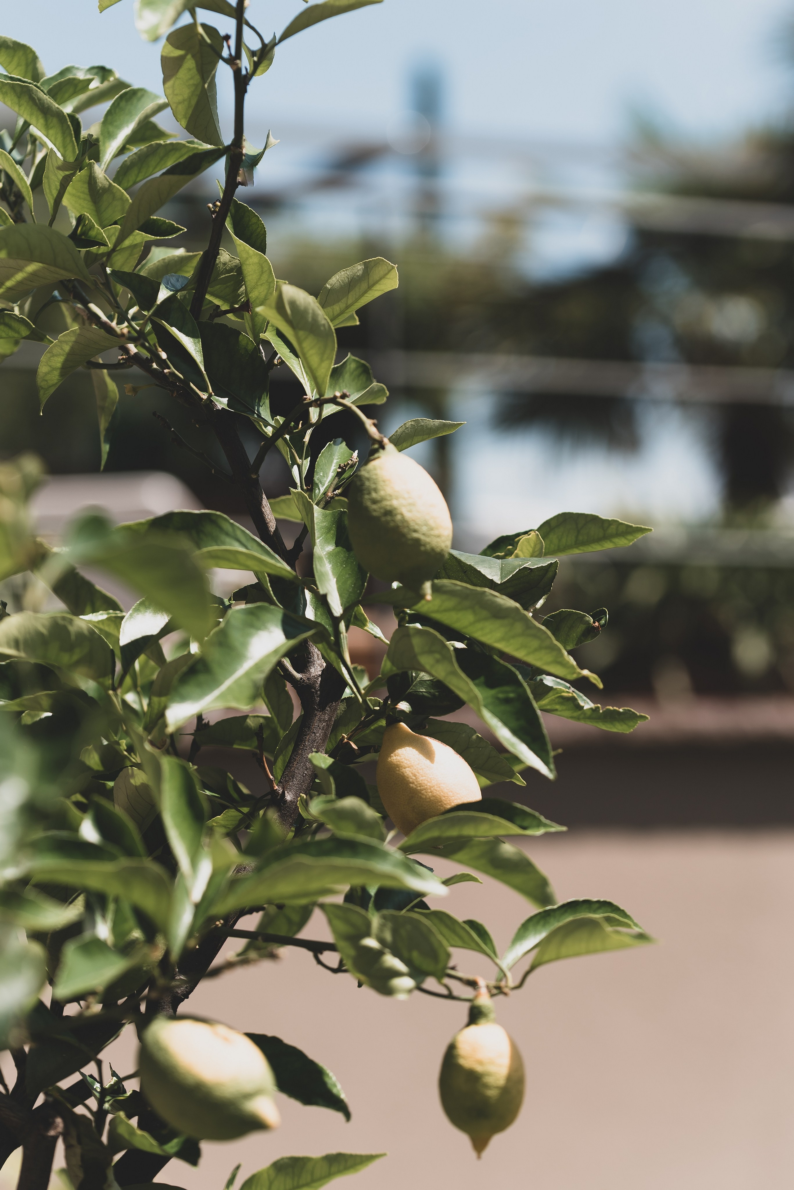 Die Sonne. Familienfotografin aus Sterzing Elena Muehlsteiger
