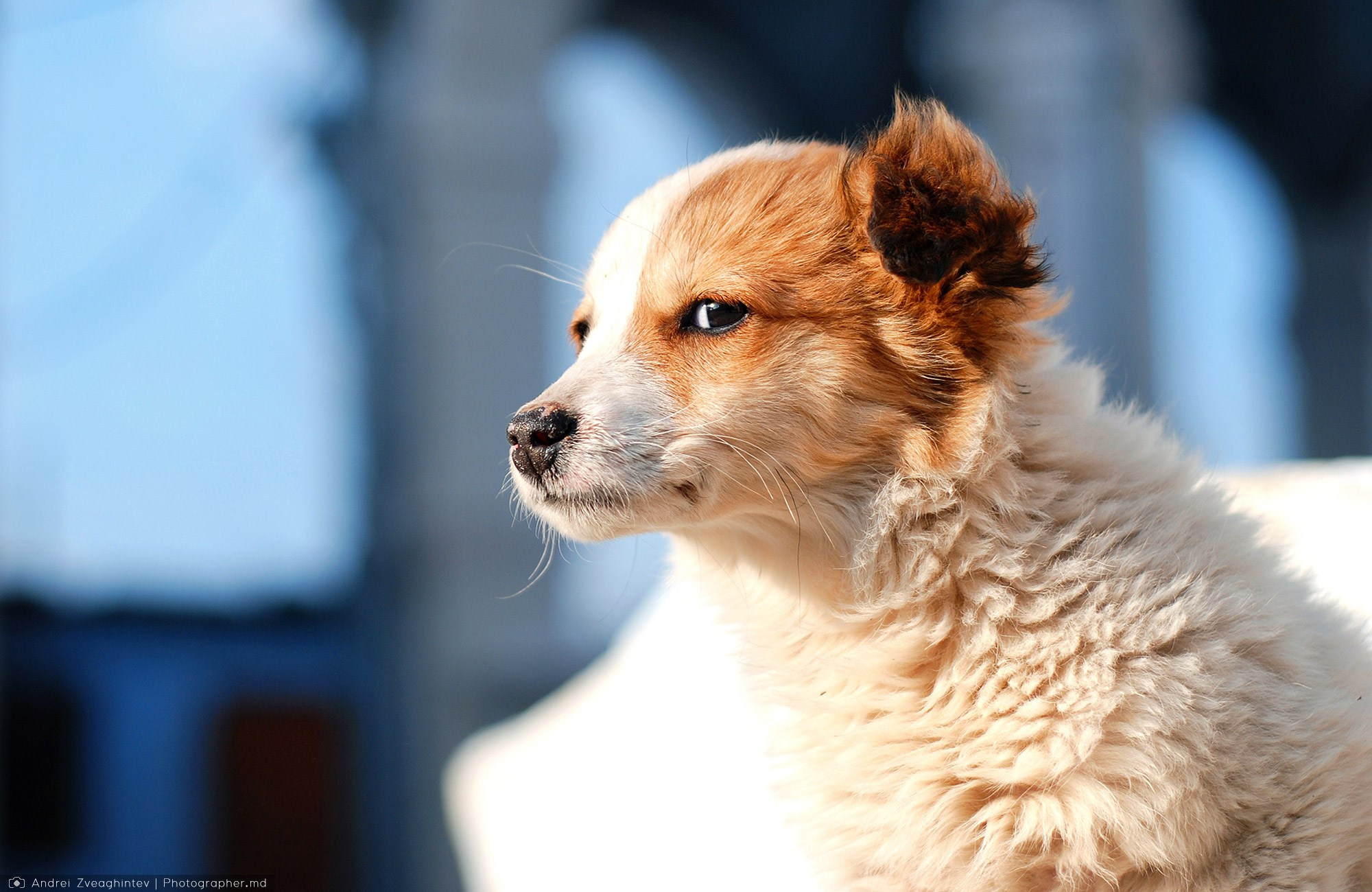 Fotograf natura in Moldova - Andrei Zveaghintev. Fotograf nunta si familie in Moldova, Chisinau - Andrei Zveaghintev
