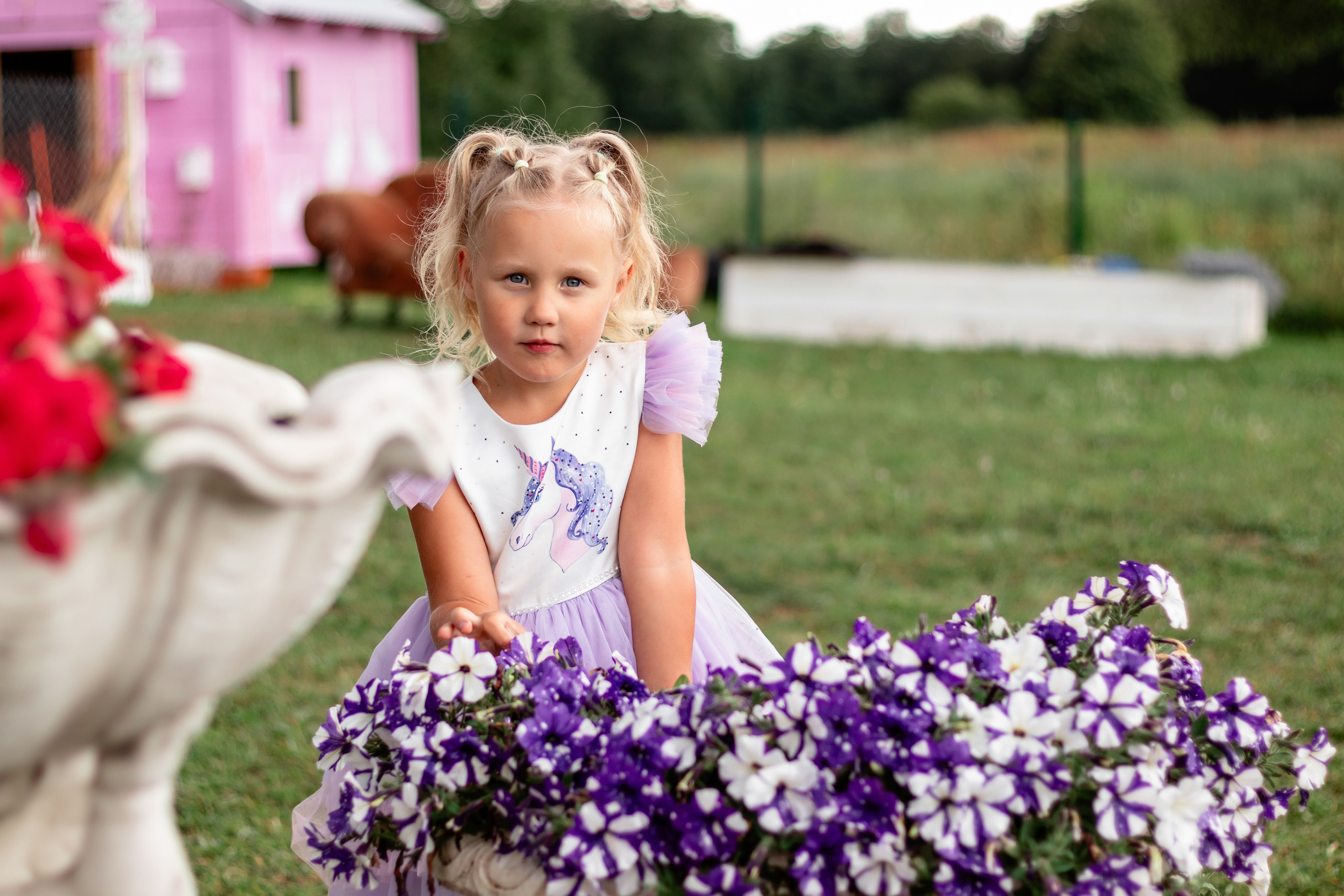 Лавандовое поле