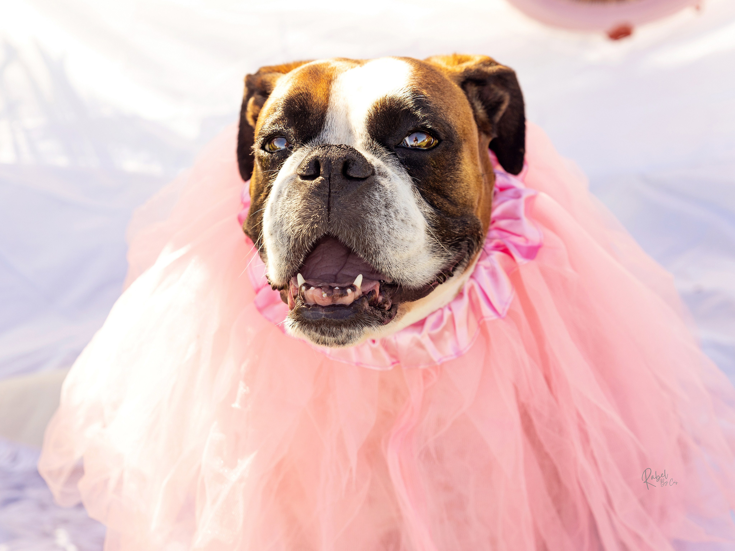 Sesiones fotográficas a mascotas. RabelByCris Fotógrafa en Coruña de Eventos, sesiones, mascotas