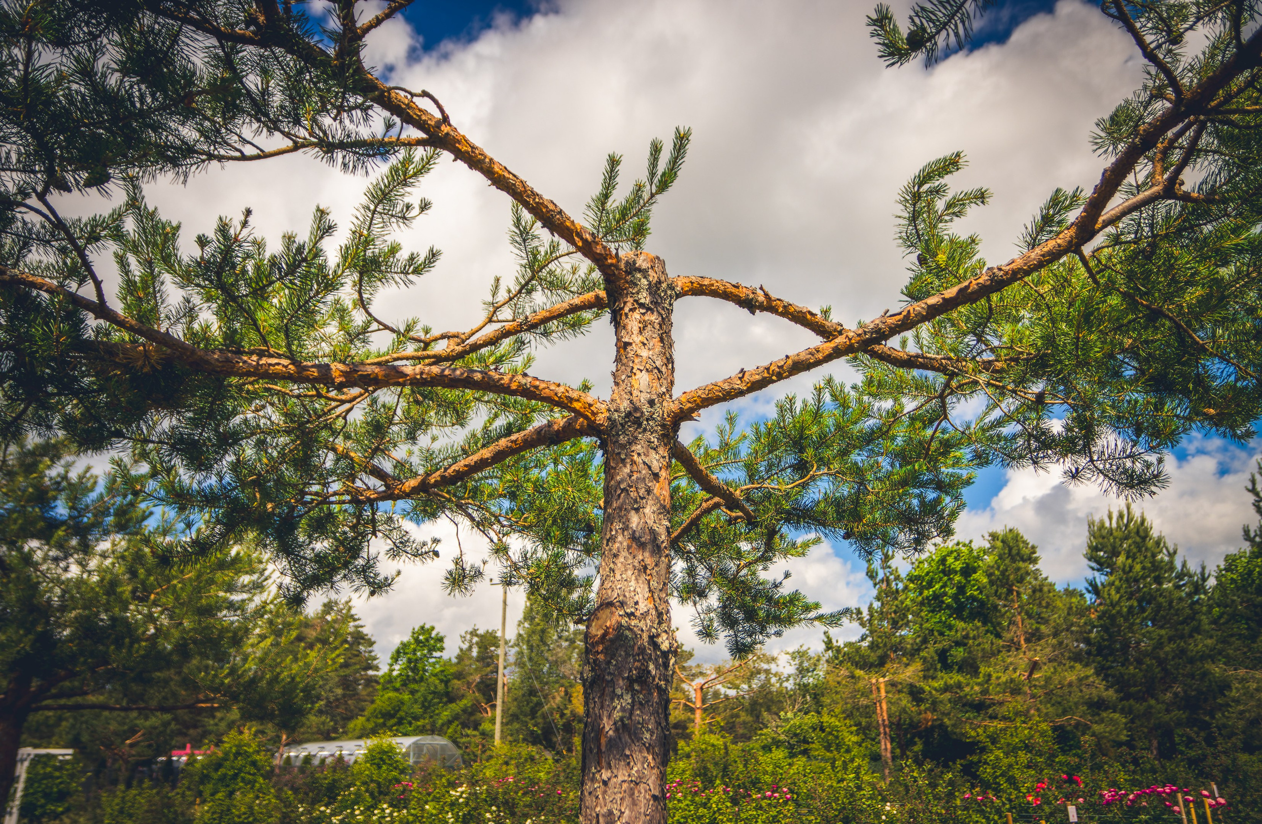 Saarema, reis. Nebula 25 — Fotod teie hingele