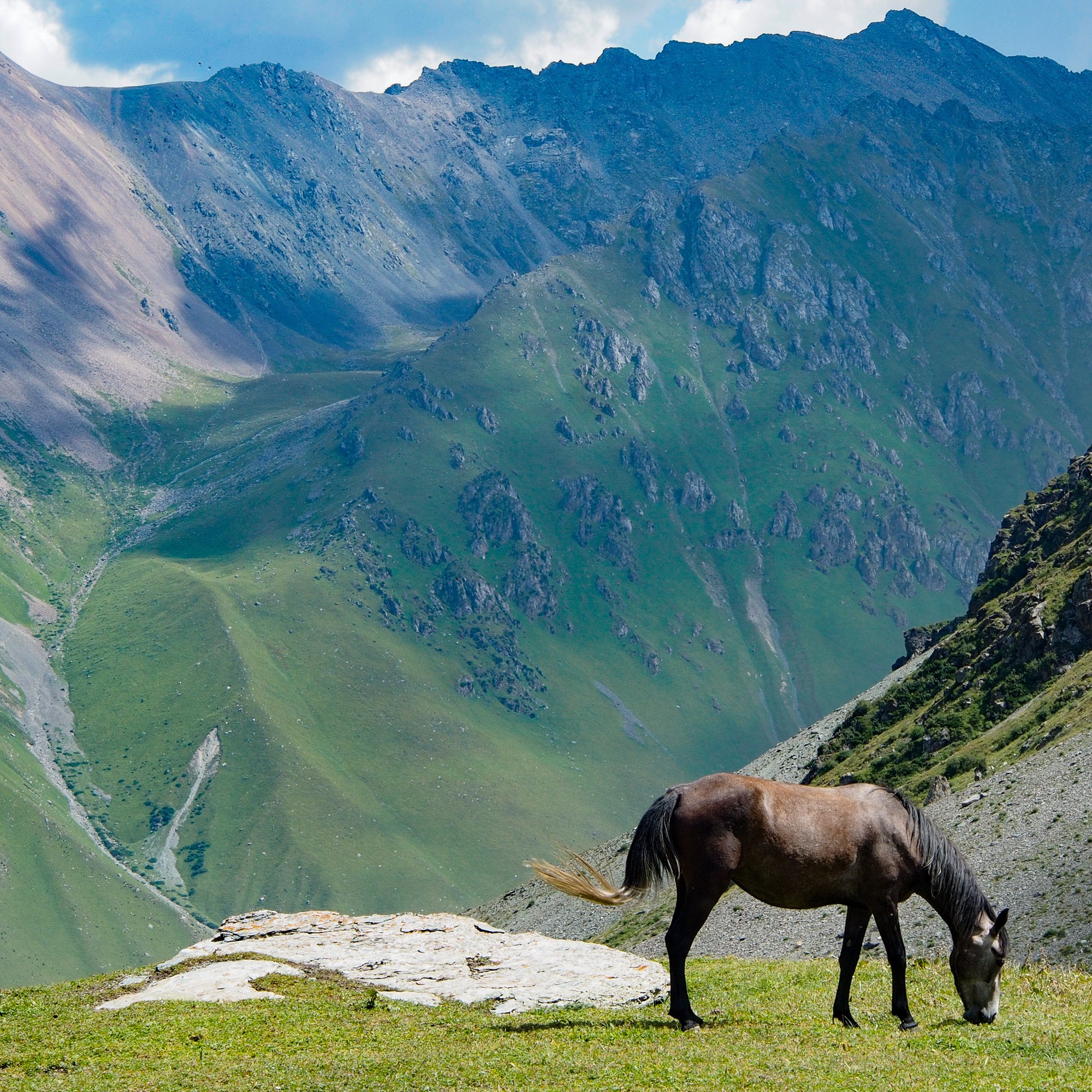 Animal. Vitalii Krepak — Gonzo Fotografie