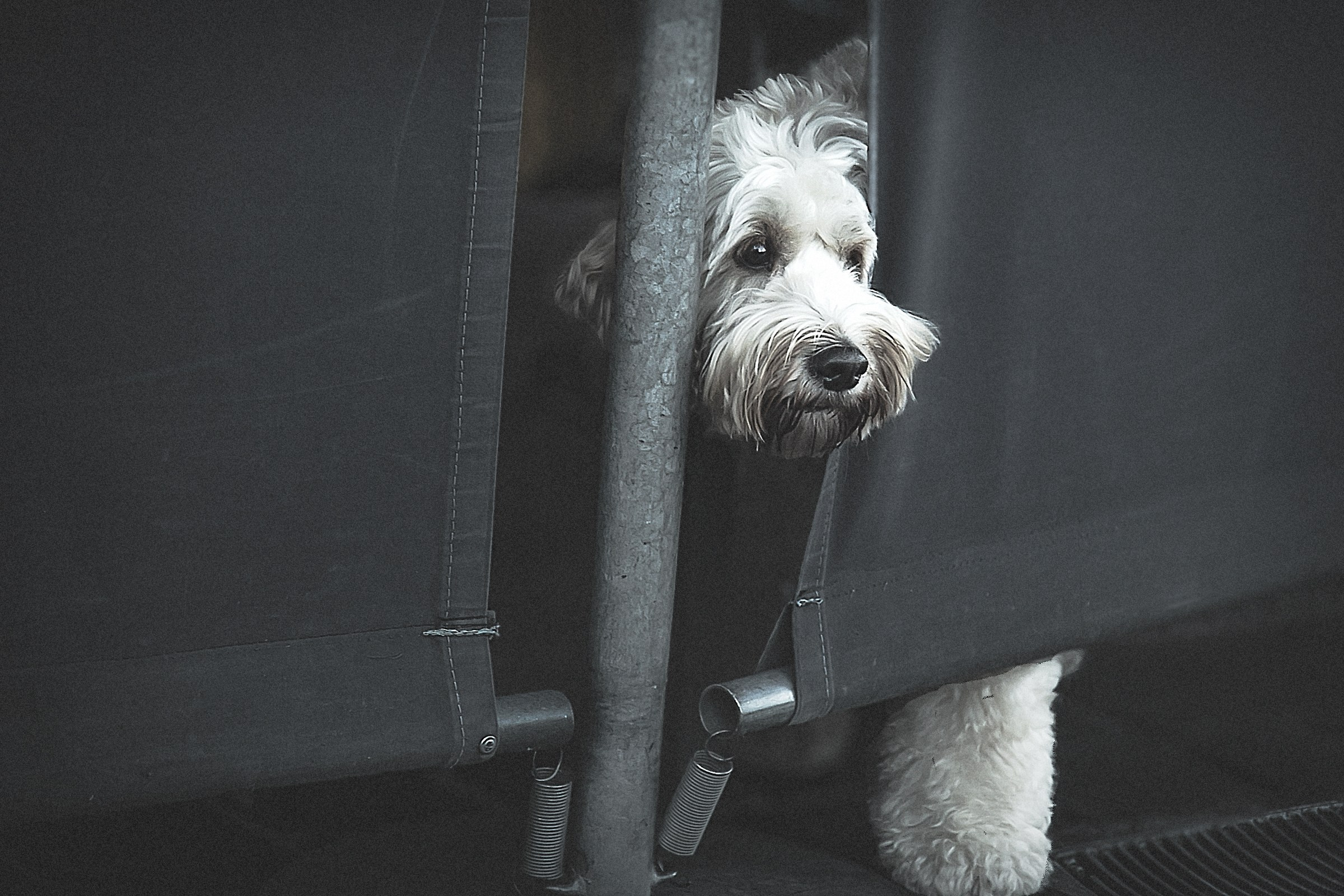 Pets. Communion, Weddings, Maternity, Newborn, Portrait photographer in Ireland