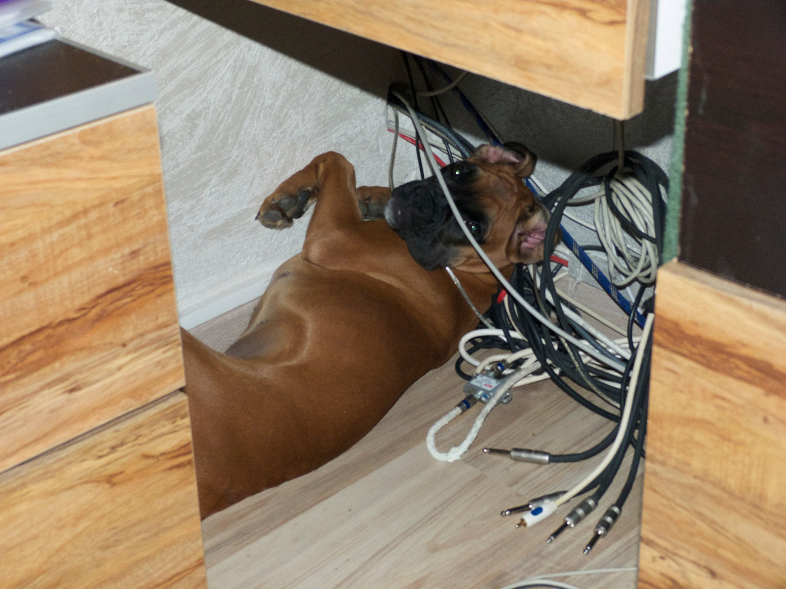 My ״Star״ Boxer Dog