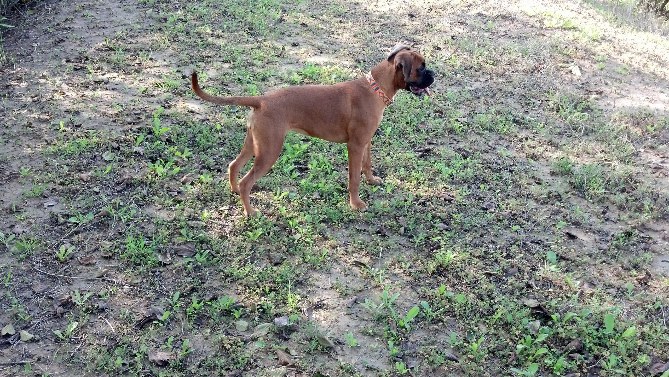 My ״Star״ Boxer Dog