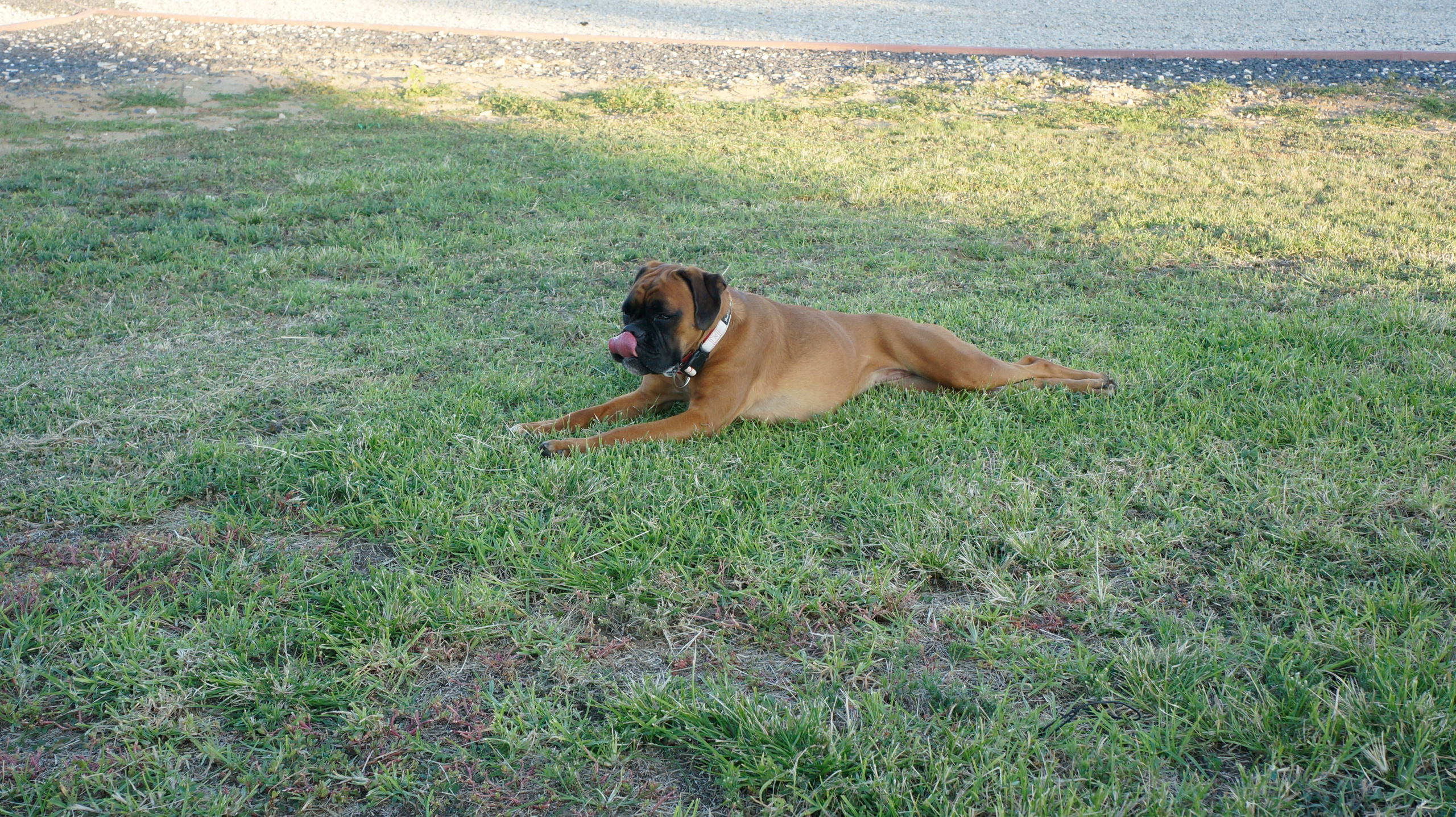 My ״Star״ Boxer Dog