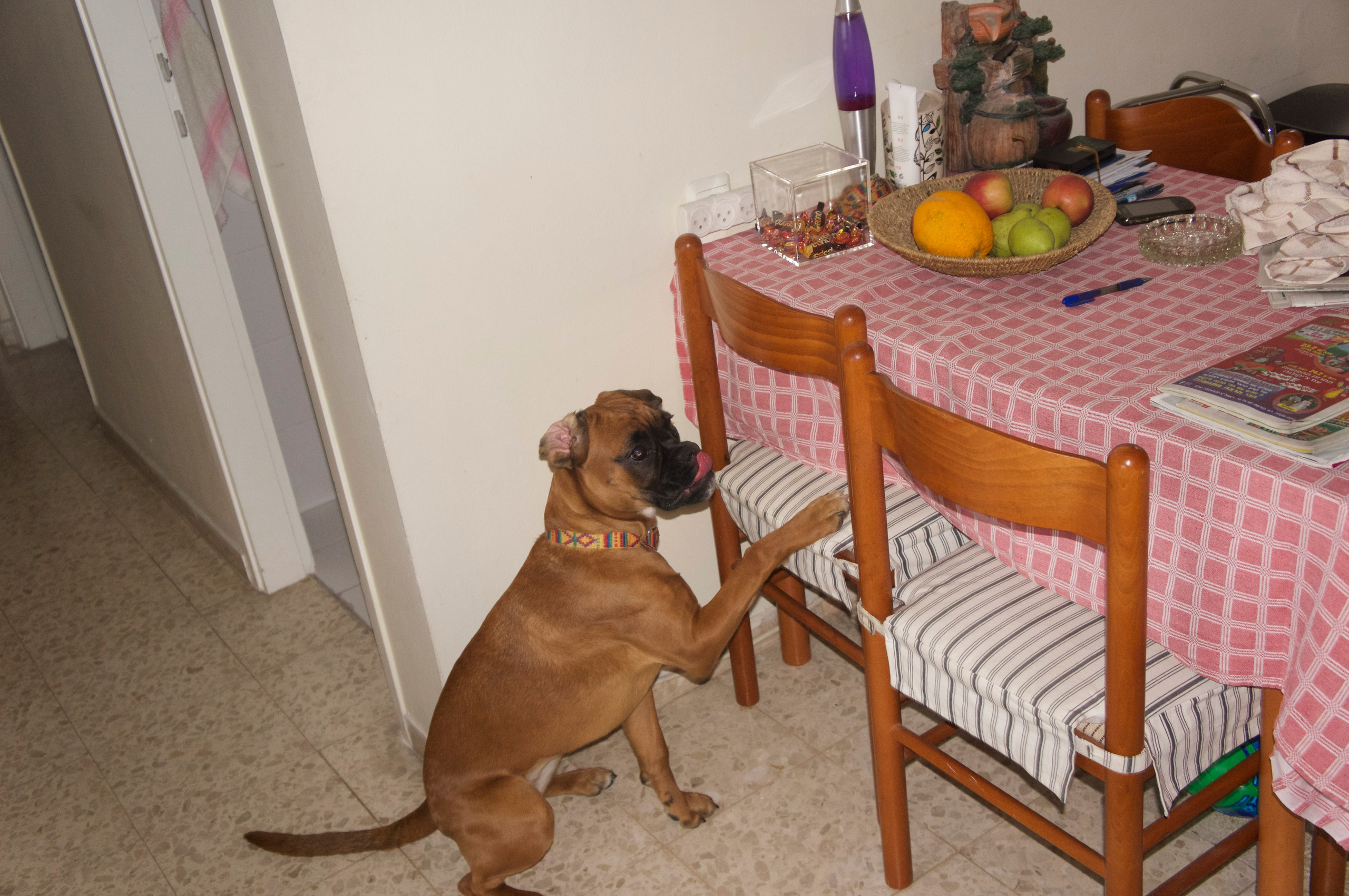 My ״Star״ Boxer Dog